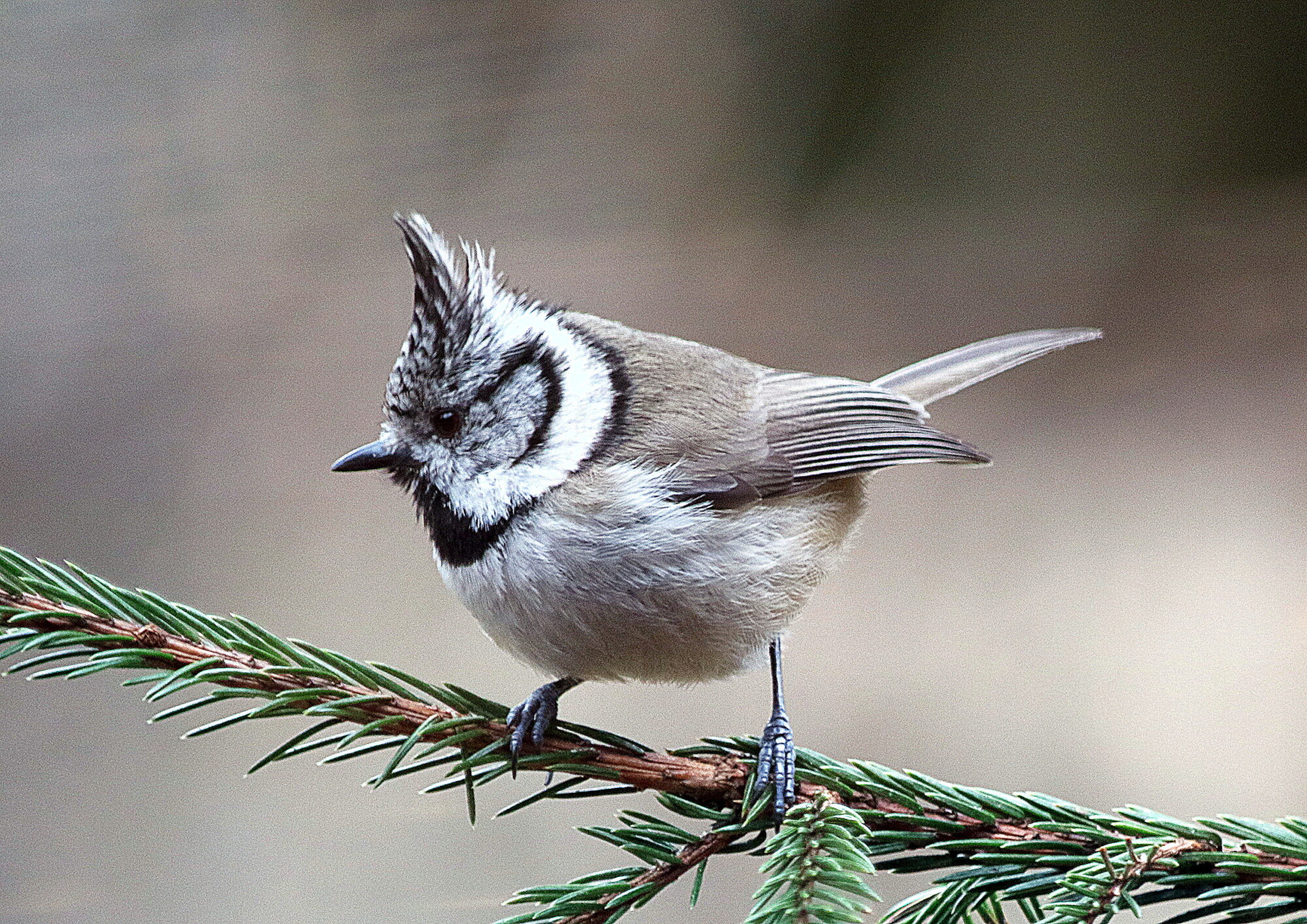 Valokuvaaja: Hannu Rasiranta