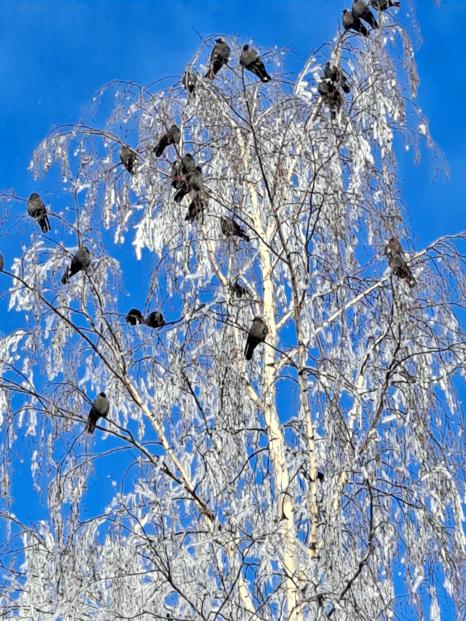 Valokuvaaja: Raisa Vuokola