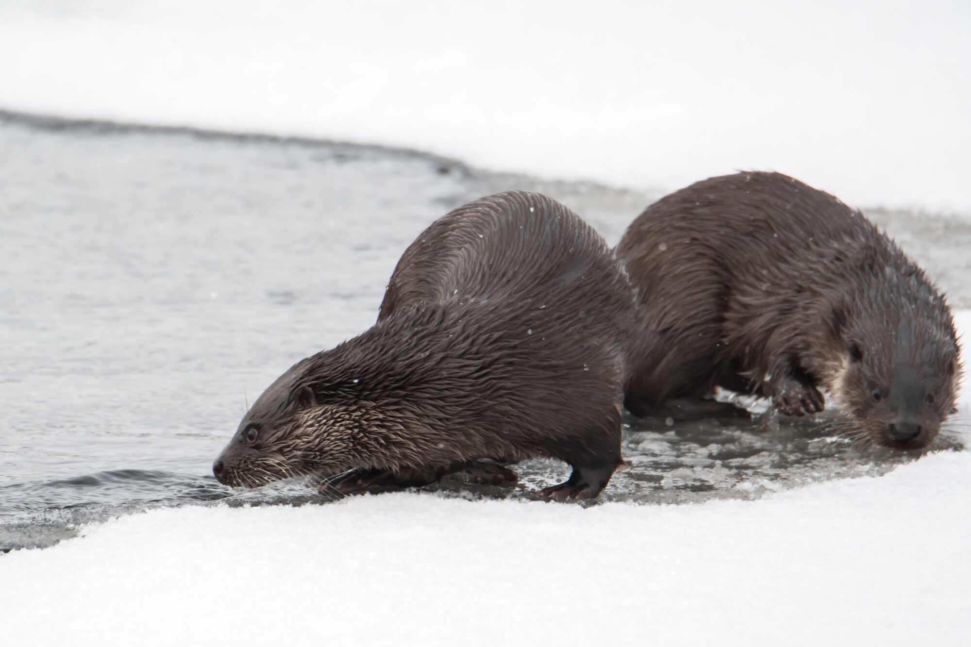 Valokuvaaja: Päivi Kiiskinen-Mustonen