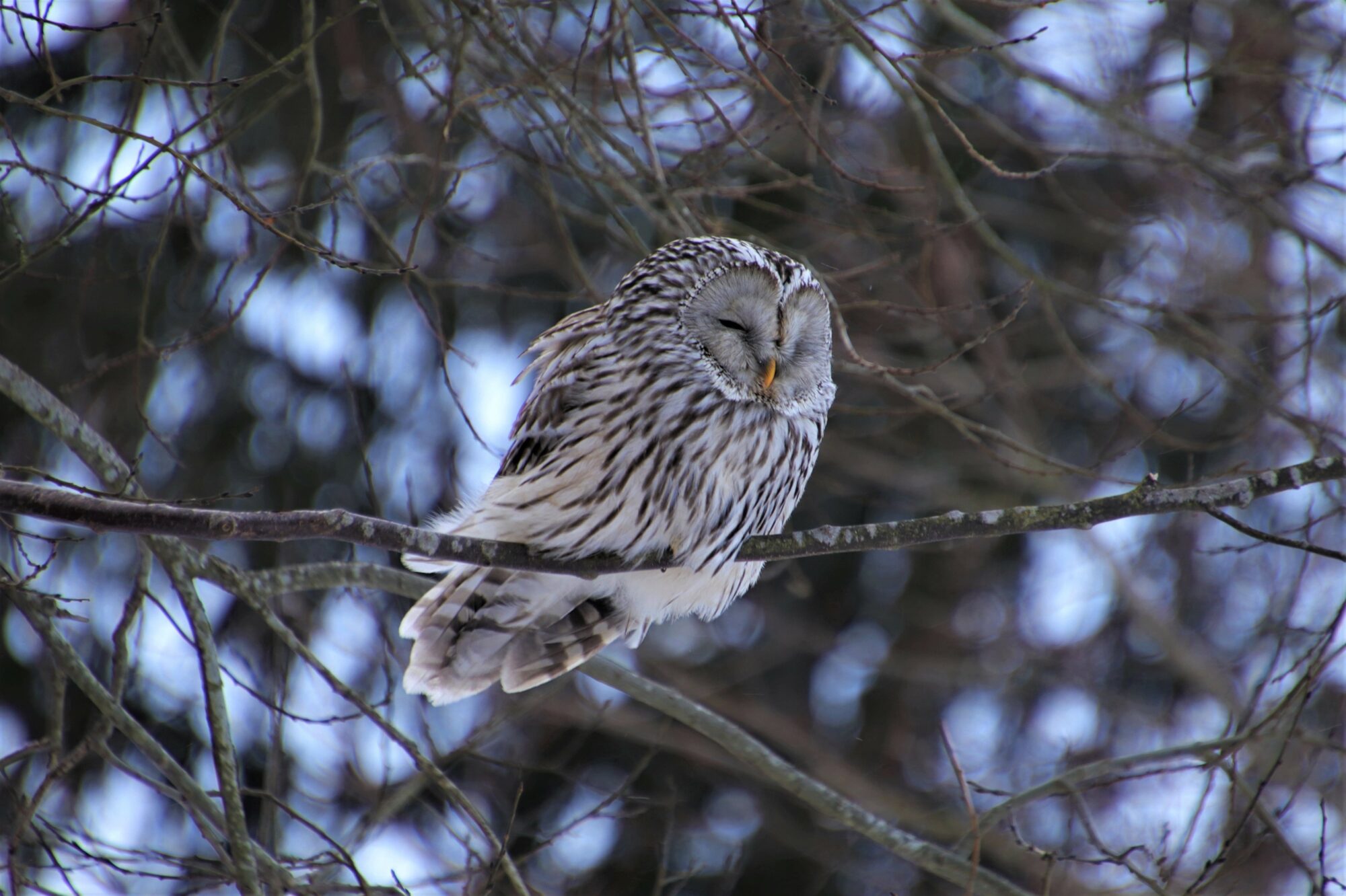 Valokuvaaja: Pirjo Hokkanen