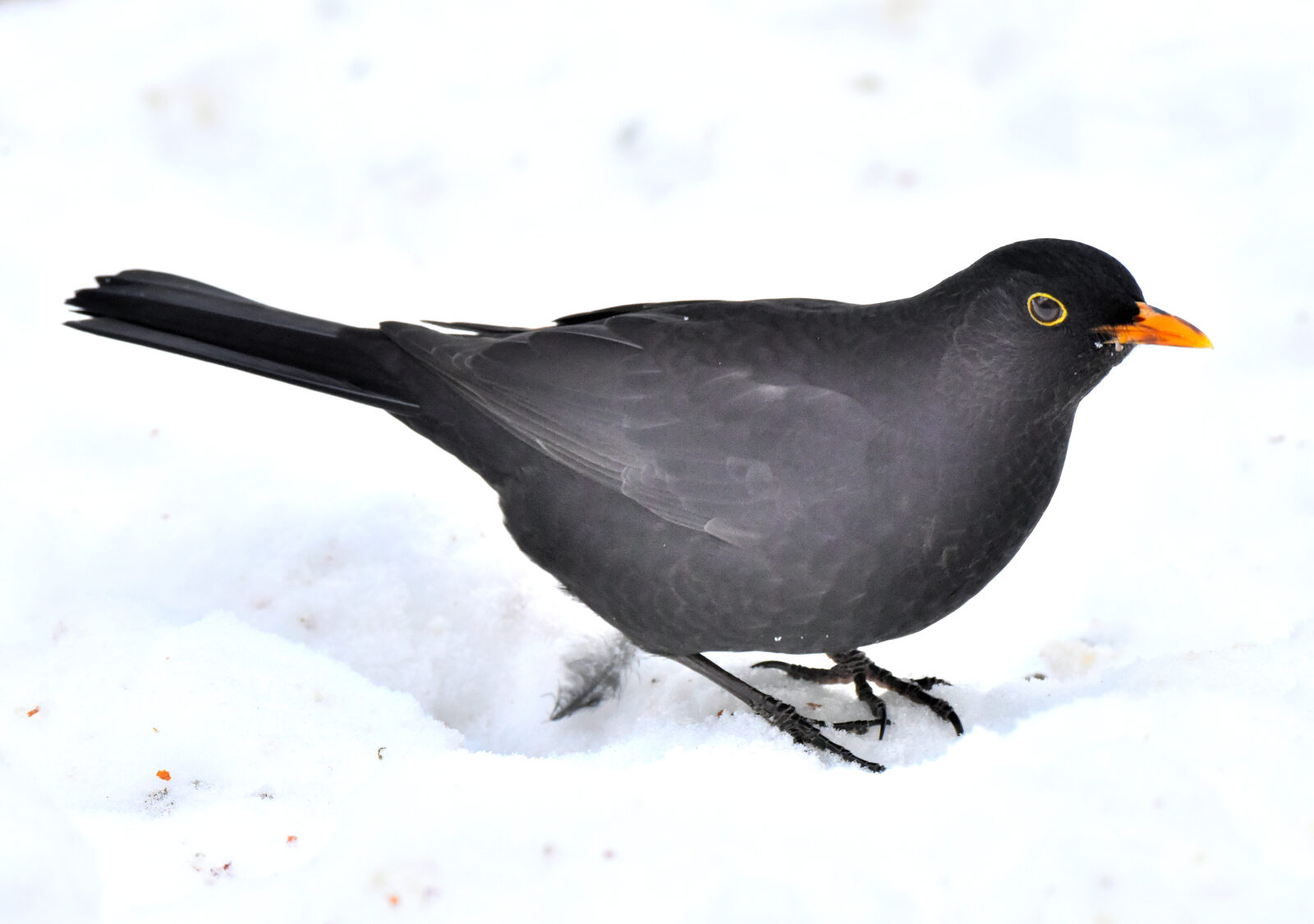Valokuvaaja: Reijo Juurinen