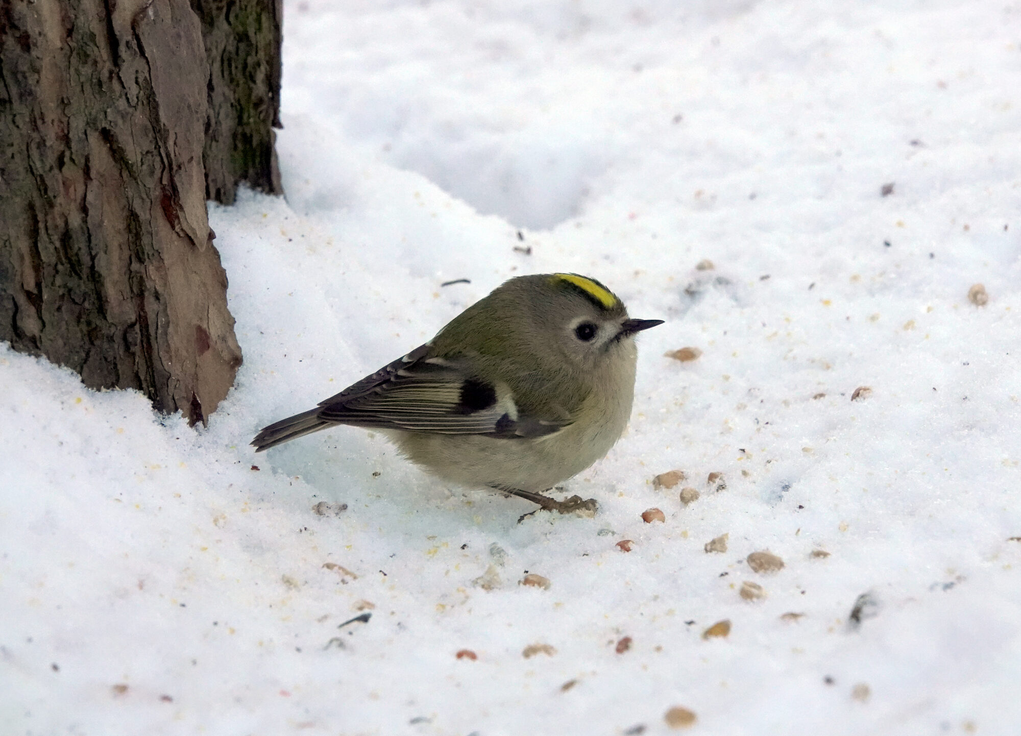 Valokuvaaja: Minna Mäkipää