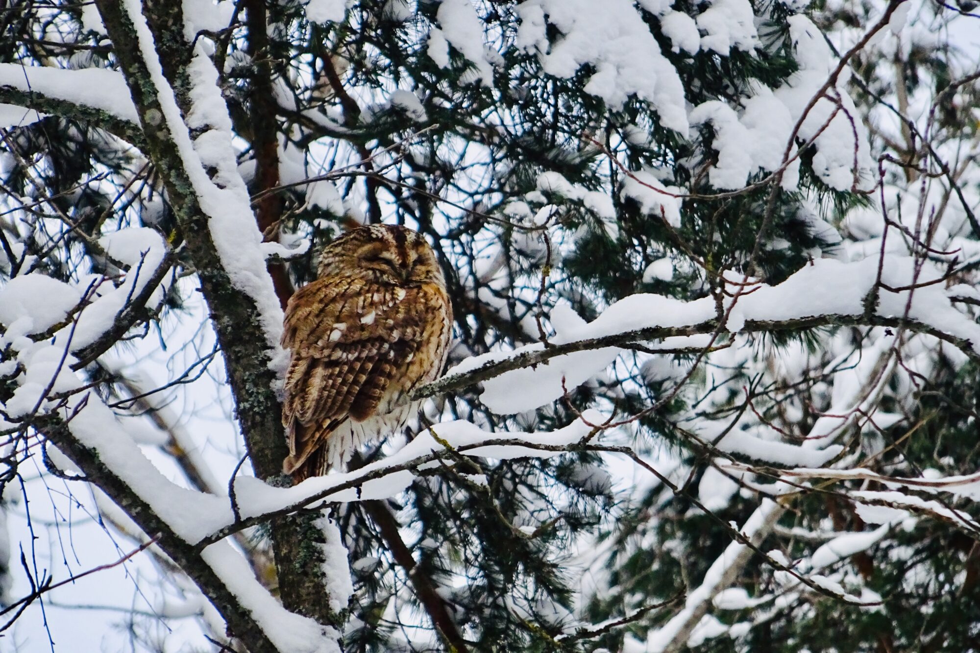 Valokuvaaja: Liisa Niiva-Korpela