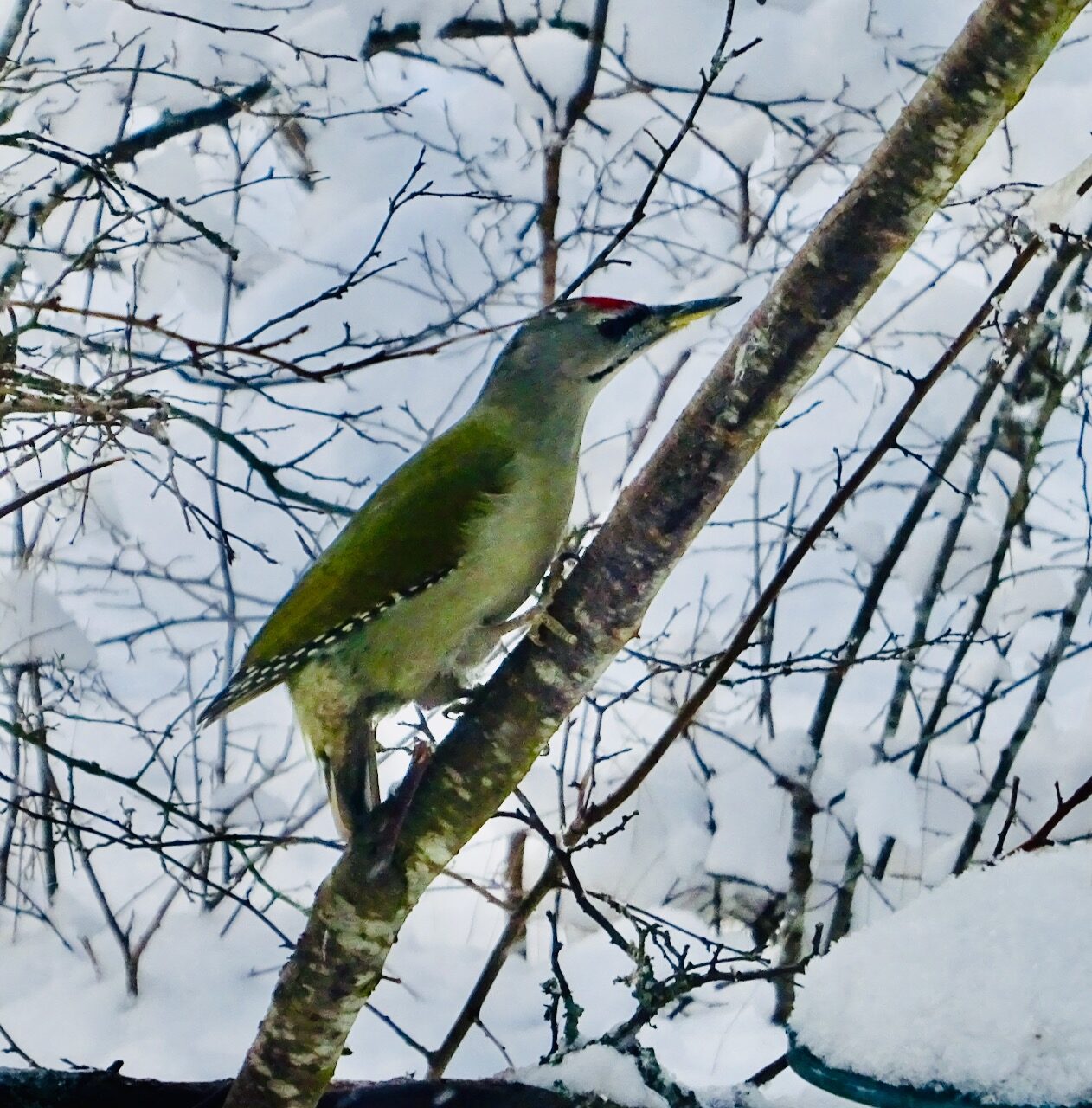 Valokuvaaja: Liisa Niiva-Korpela Valokuvaaja: Liisa Niiva-Korpela