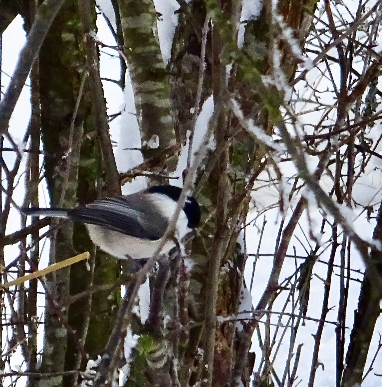 Valokuvaaja: Liisa Niiva-Korpela