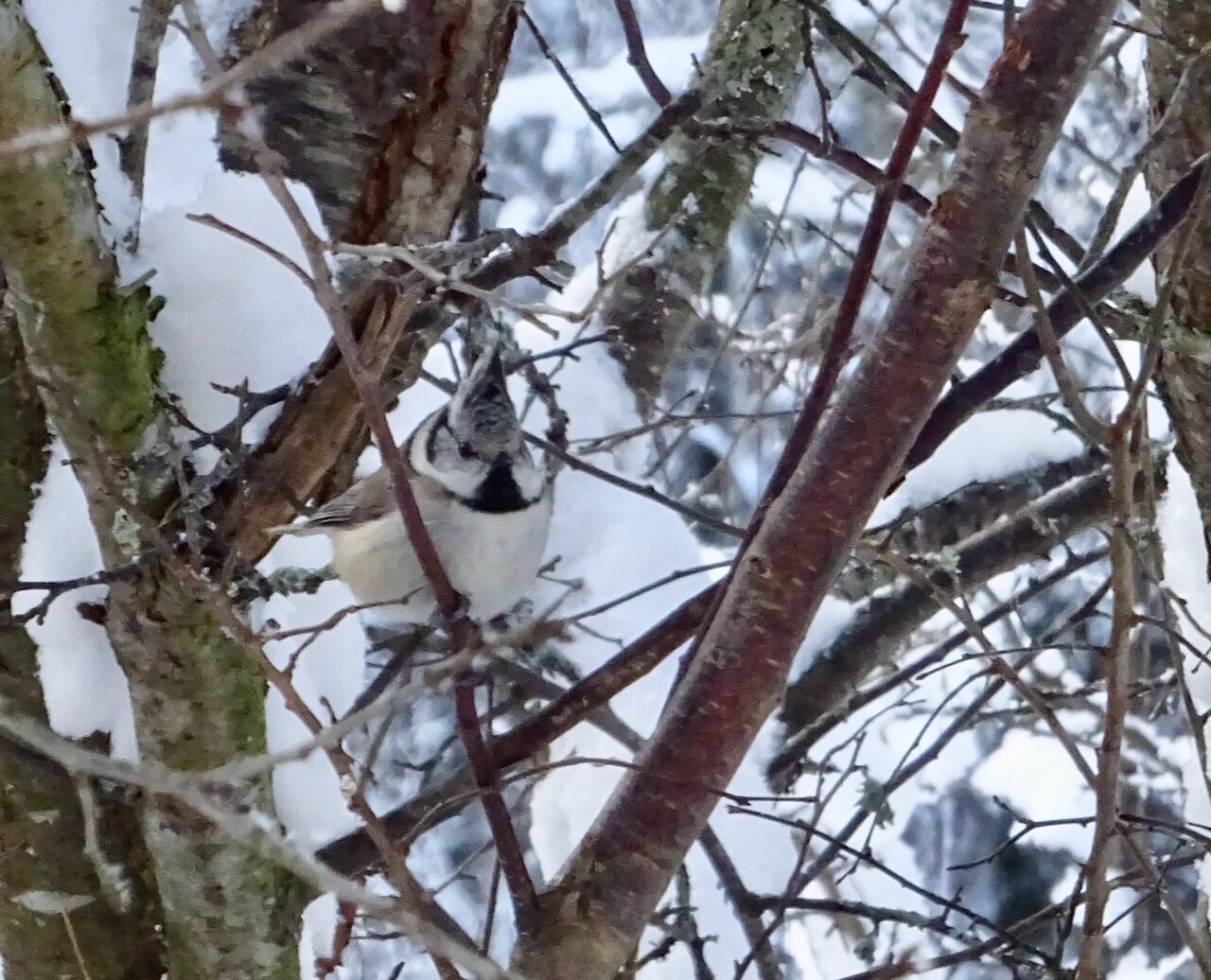 Valokuvaaja: Liisa Niiva-Korpela