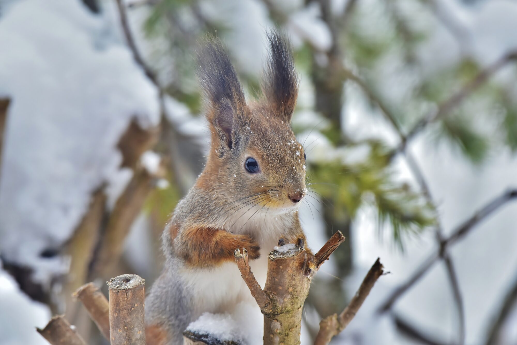 Valokuvaaja: Markku Pelkonen Valokuvaaja: Markku Pelkonen