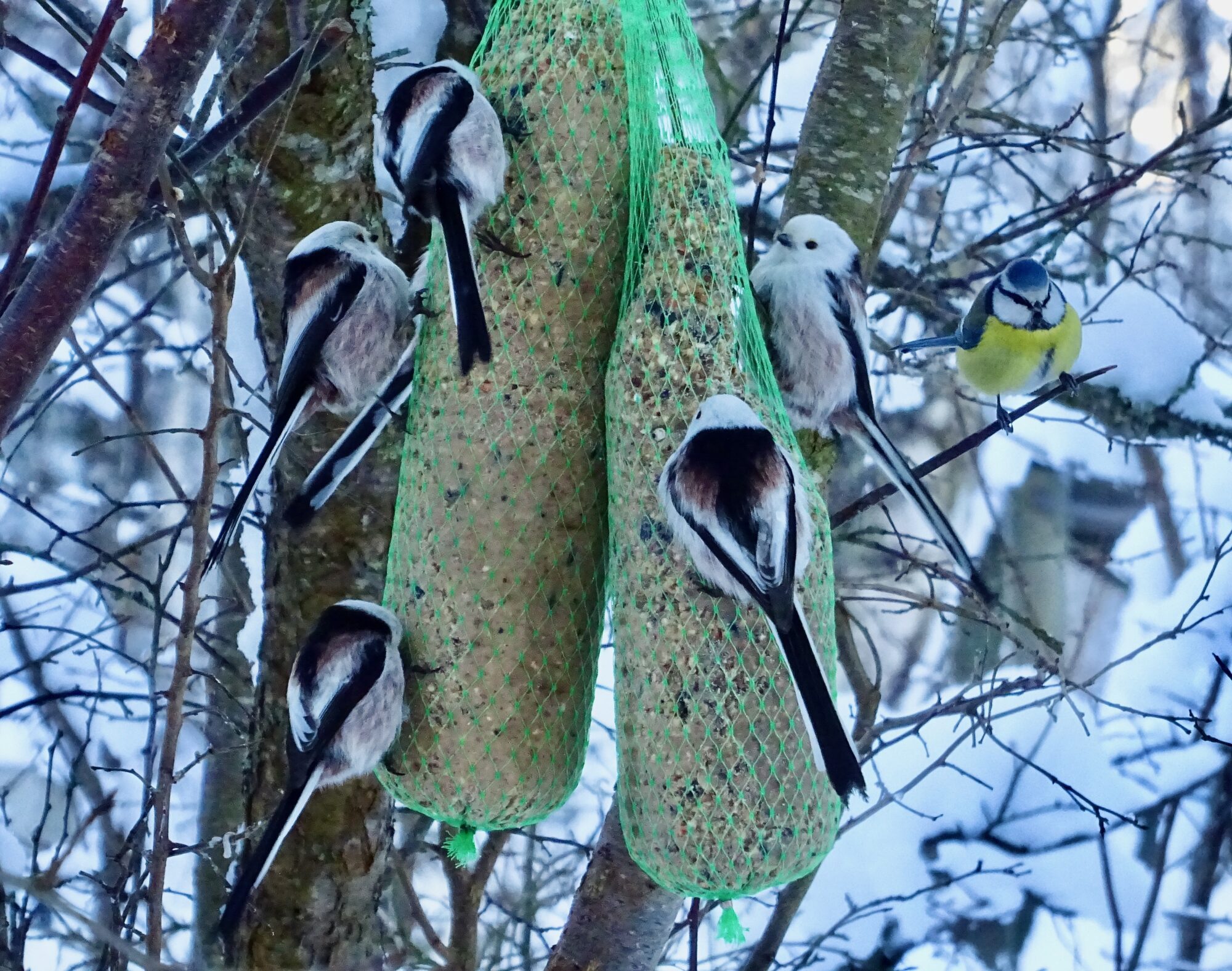 Valokuvaaja: Liisa Niiva-Korpela