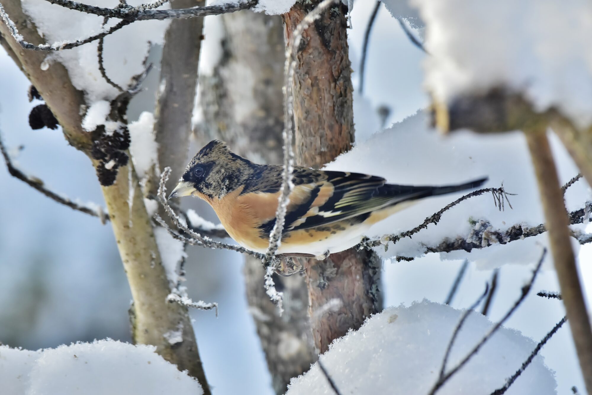 Valokuvaaja: Markku Pelkonen