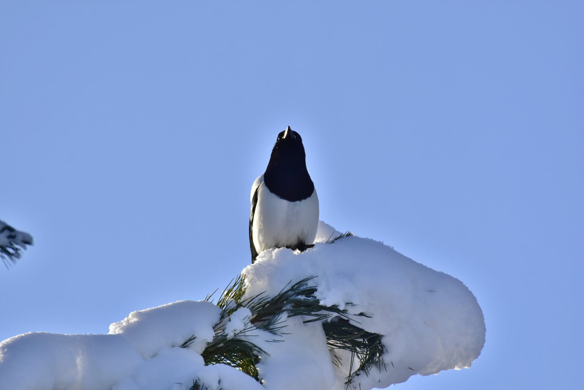 Valokuvaaja: Markku Pelkonen Valokuvaaja: Markku Pelkonen