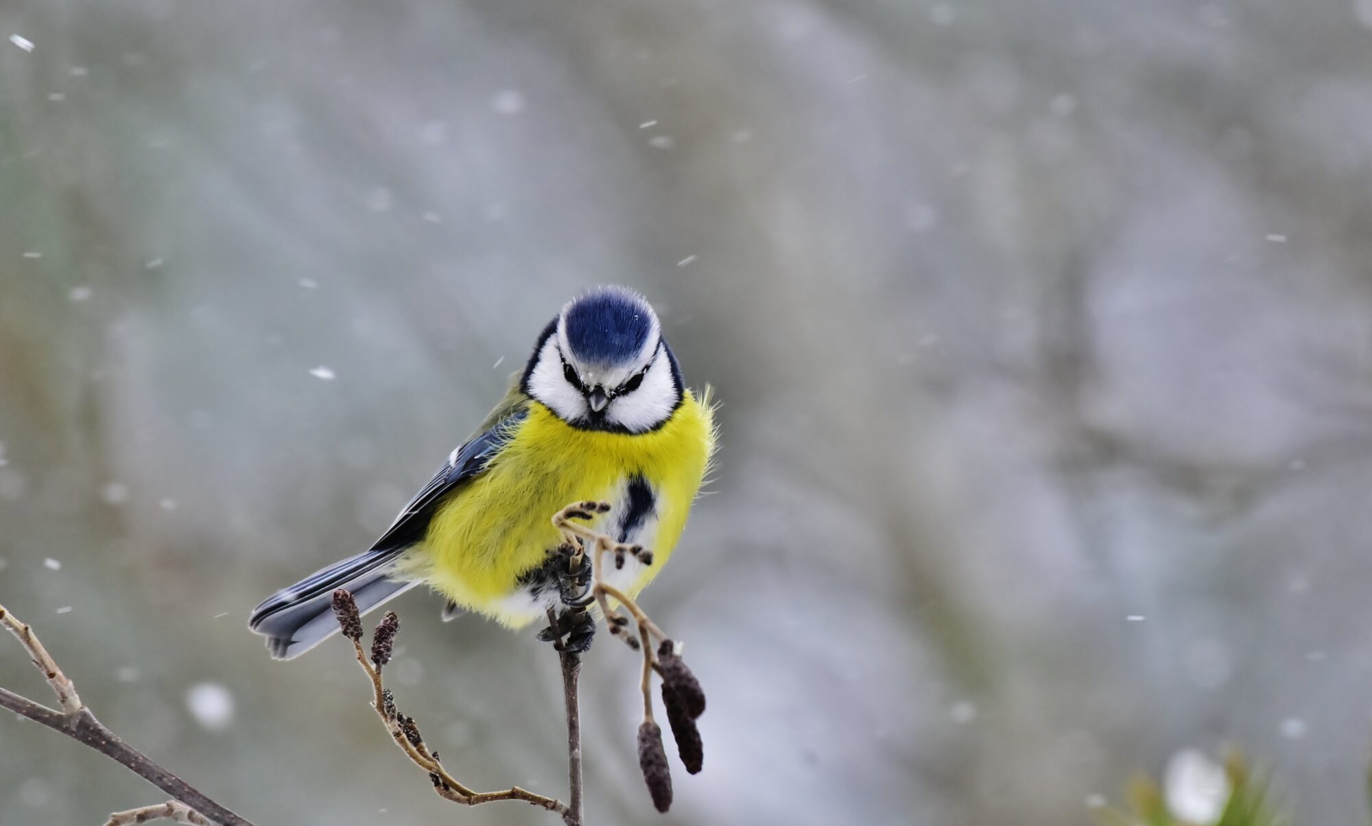 Valokuvaaja: Markku Pelkonen