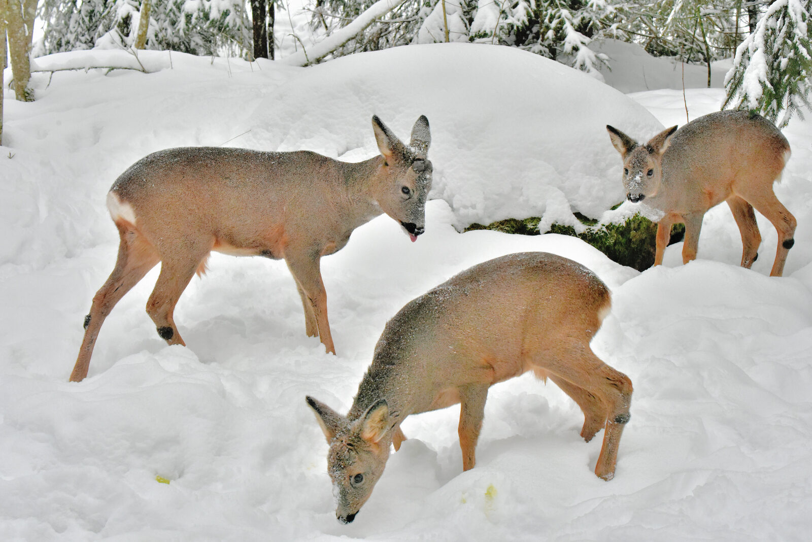 Valokuvaaja: Reijo Juurinen