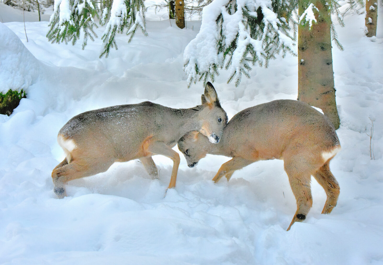 Valokuvaaja: Reijo Juurinen Valokuvaaja: Reijo Juurinen