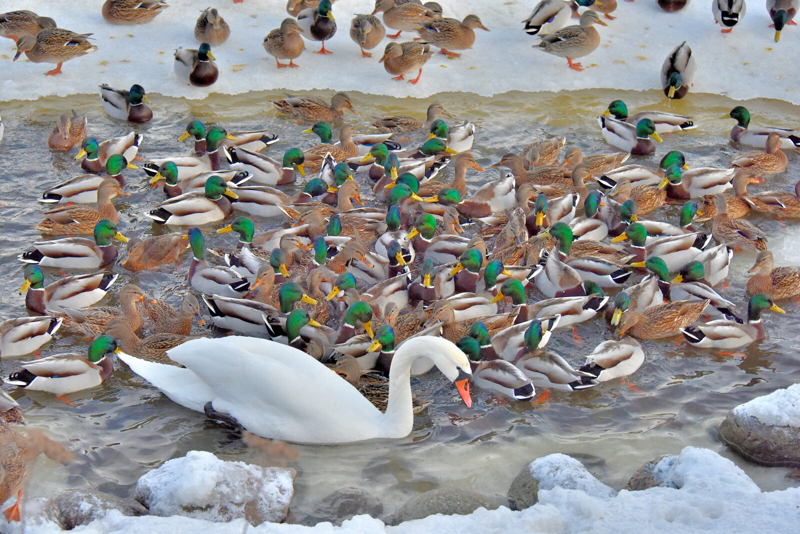 Valokuvaaja: Reijo Juurinen