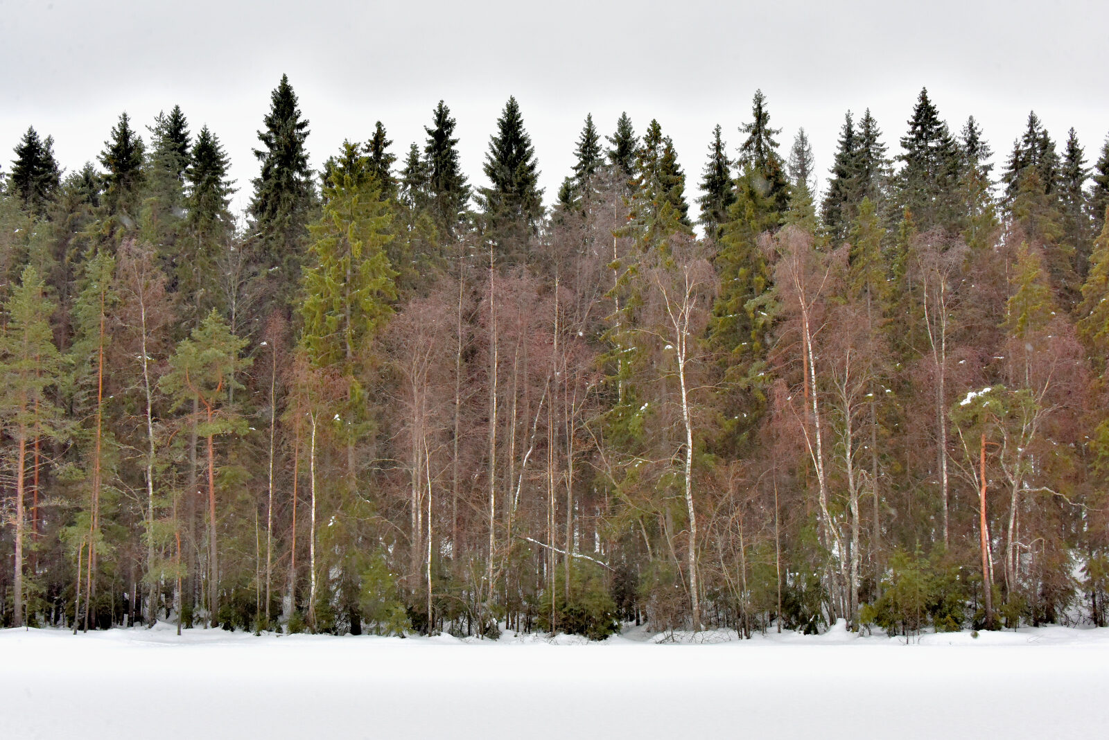 Valokuvaaja: Reijo Juurinen Valokuvaaja: Reijo Juurinen