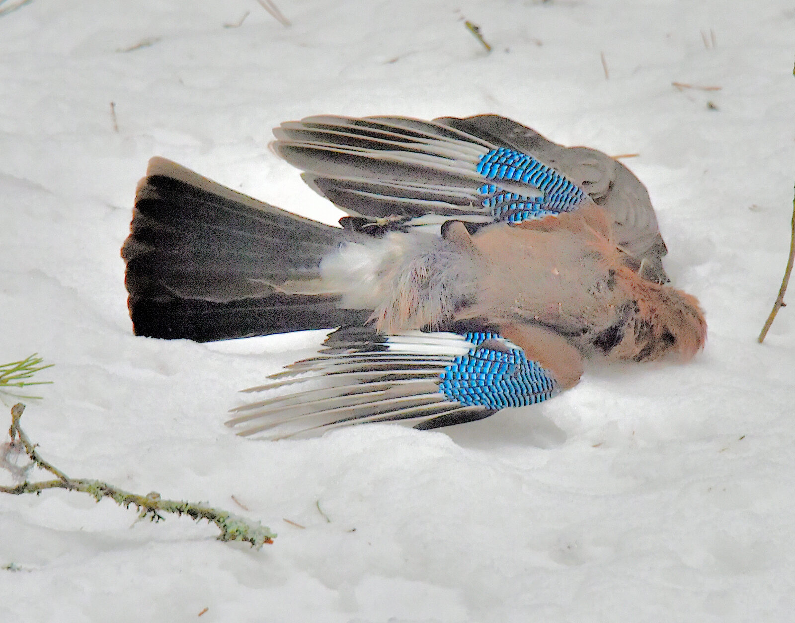 Valokuvaaja: Reijo Juurinen