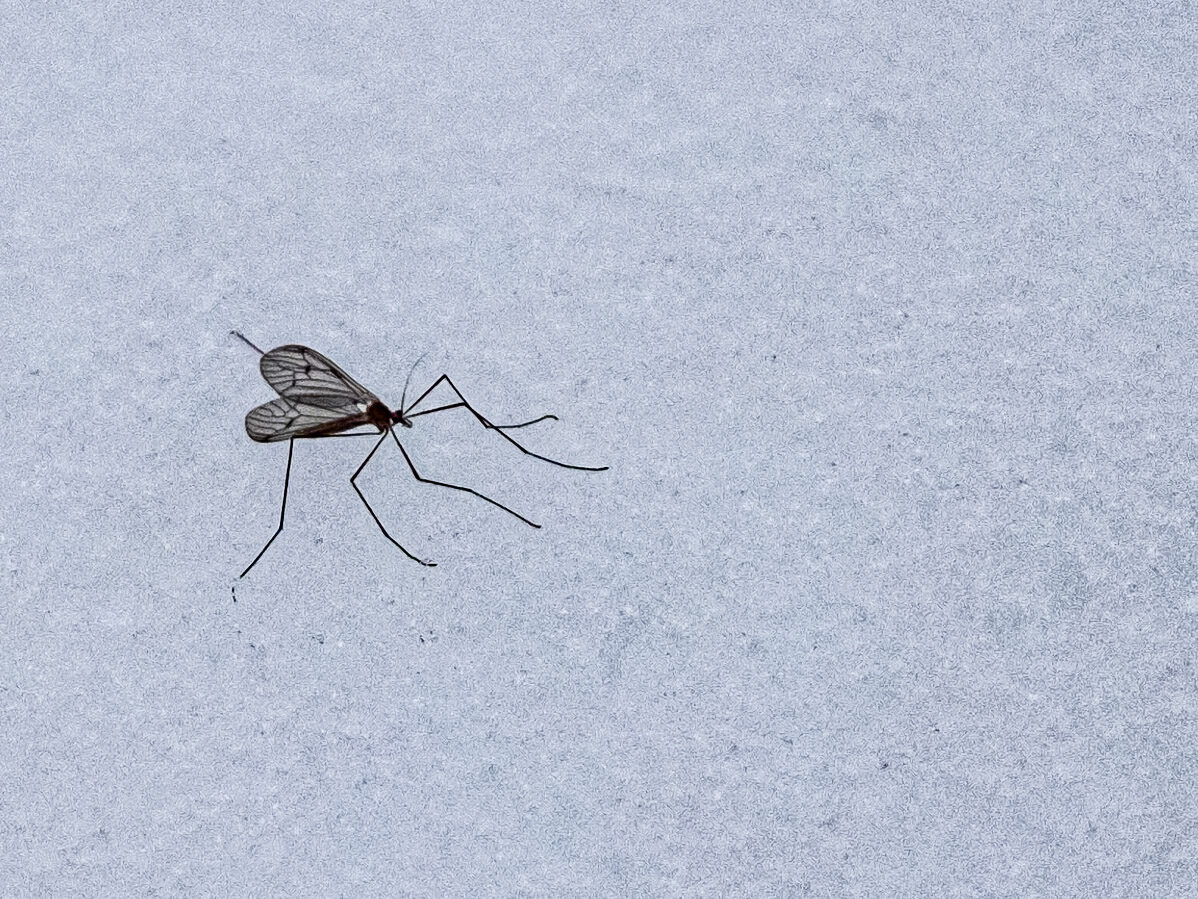 Valokuvaaja: Pentti Vähätalo