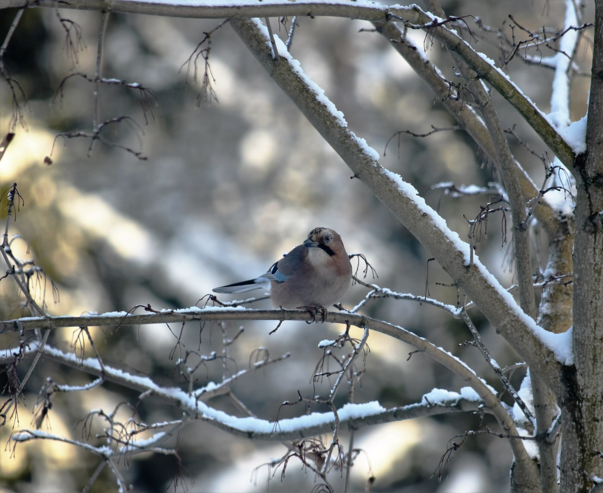 Valokuvaaja: Satu  Välimaa