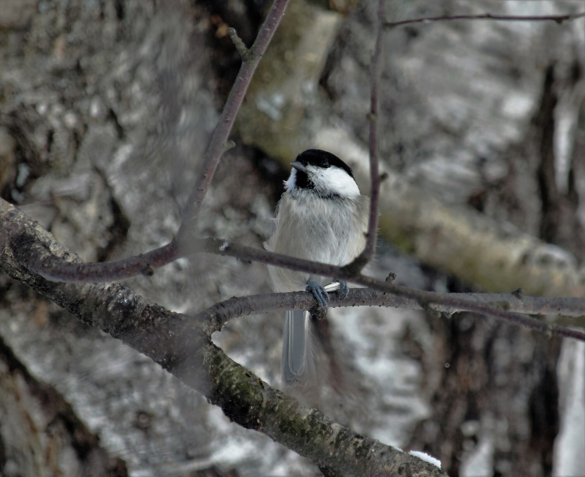 Valokuvaaja: Satu  Välimaa