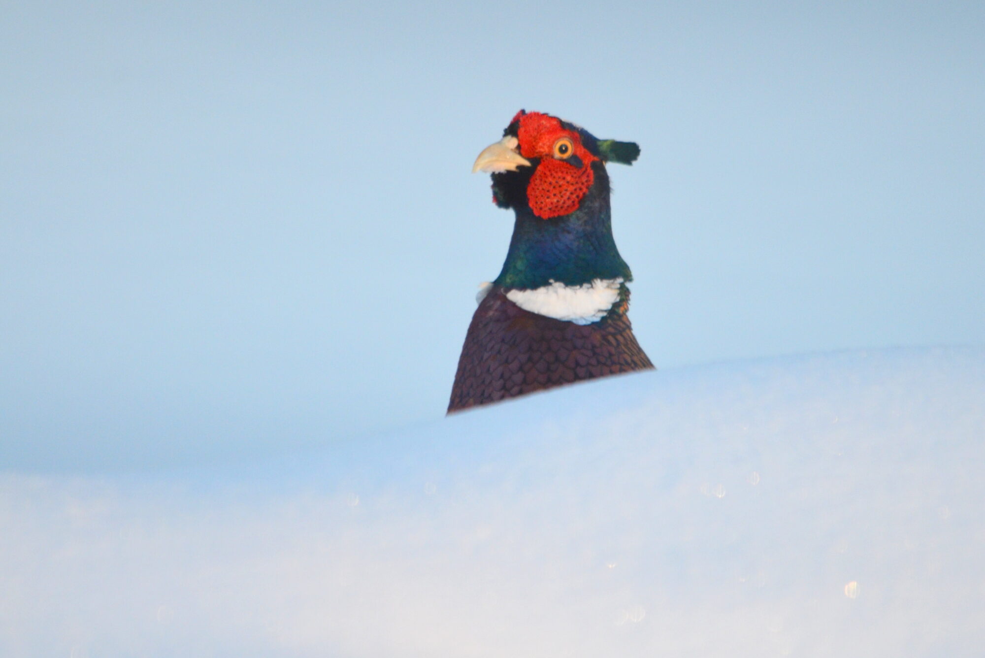 Valokuvaaja: Kaarlo Asikainen