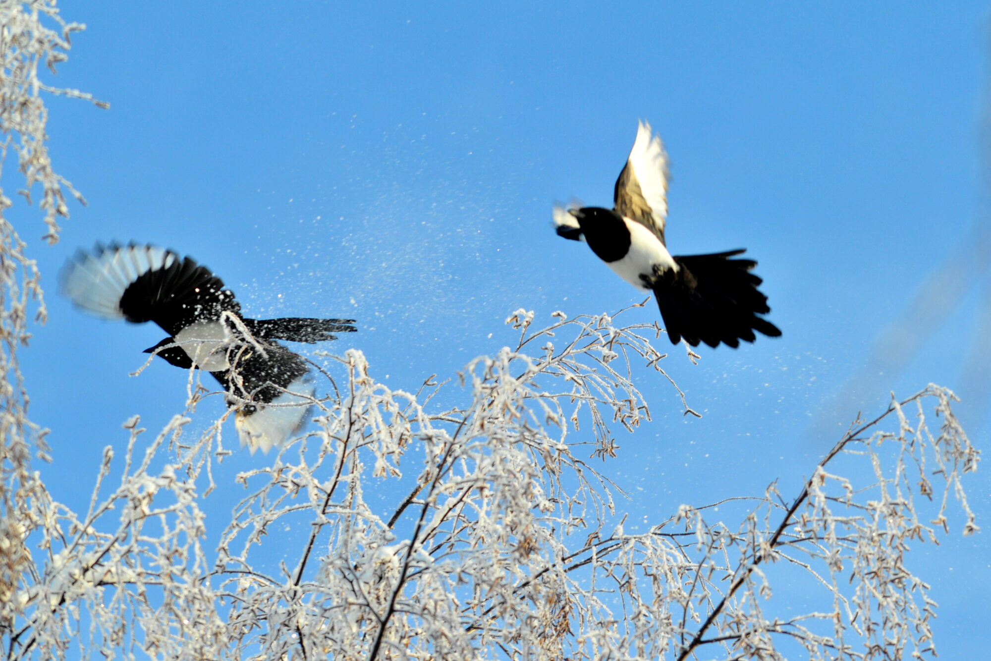 Valokuvaaja: Kaarlo Asikainen