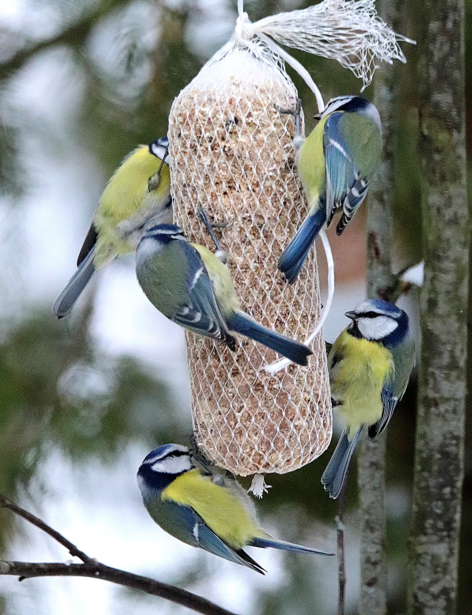 Valokuvaaja: Irja Lehtinen