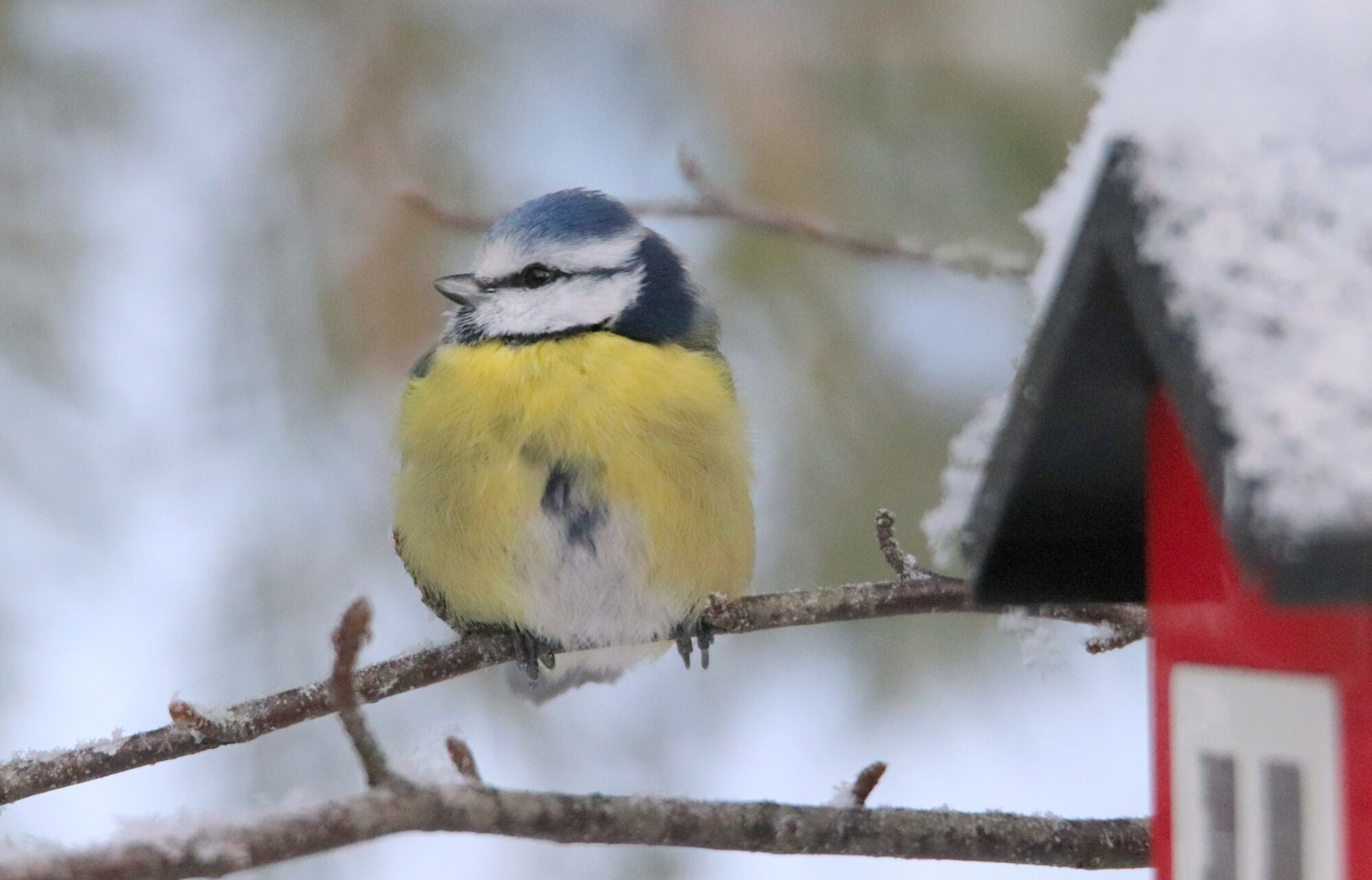 Valokuvaaja: Irja Lehtinen