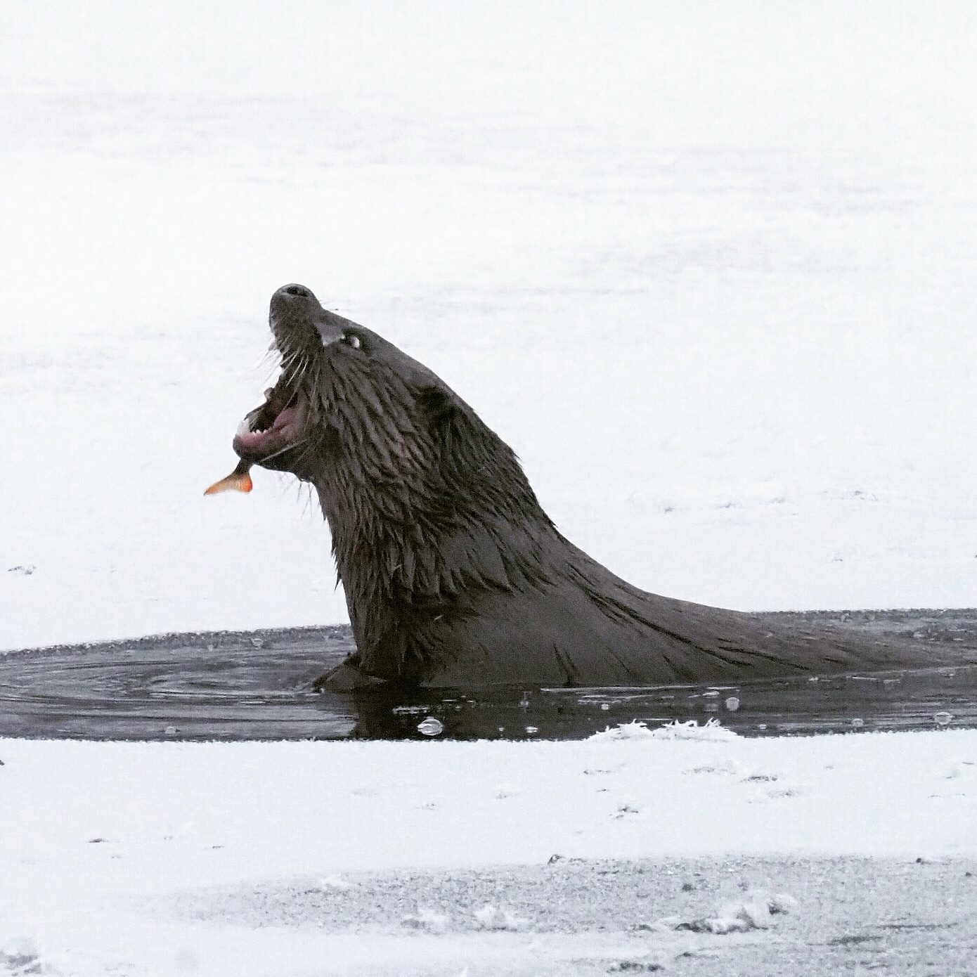 Valokuvaaja: Mikkola Irma