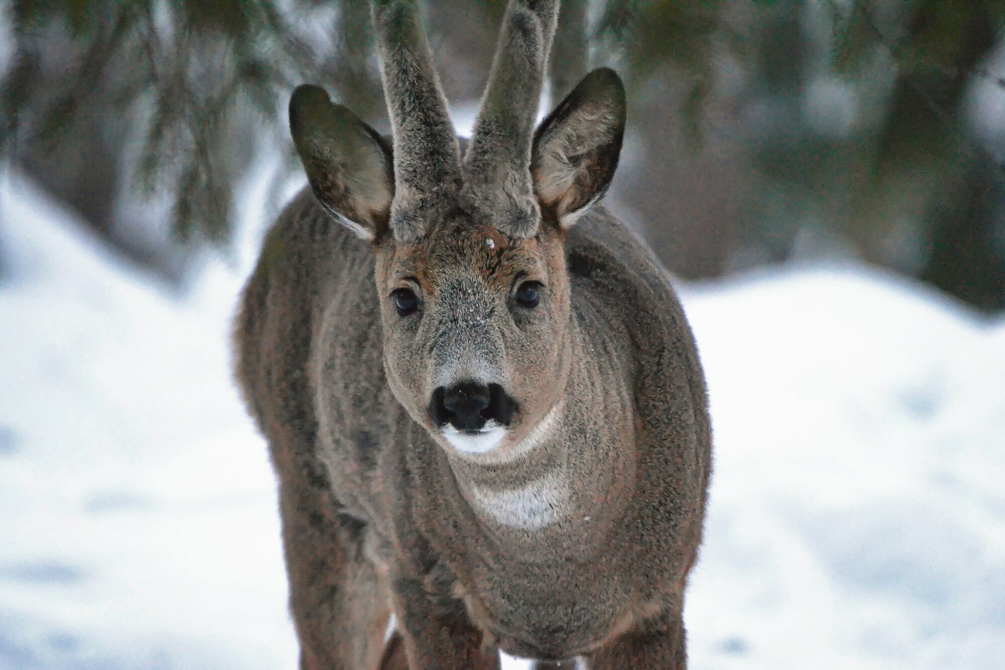 Valokuvaaja: Eelis Maljonen