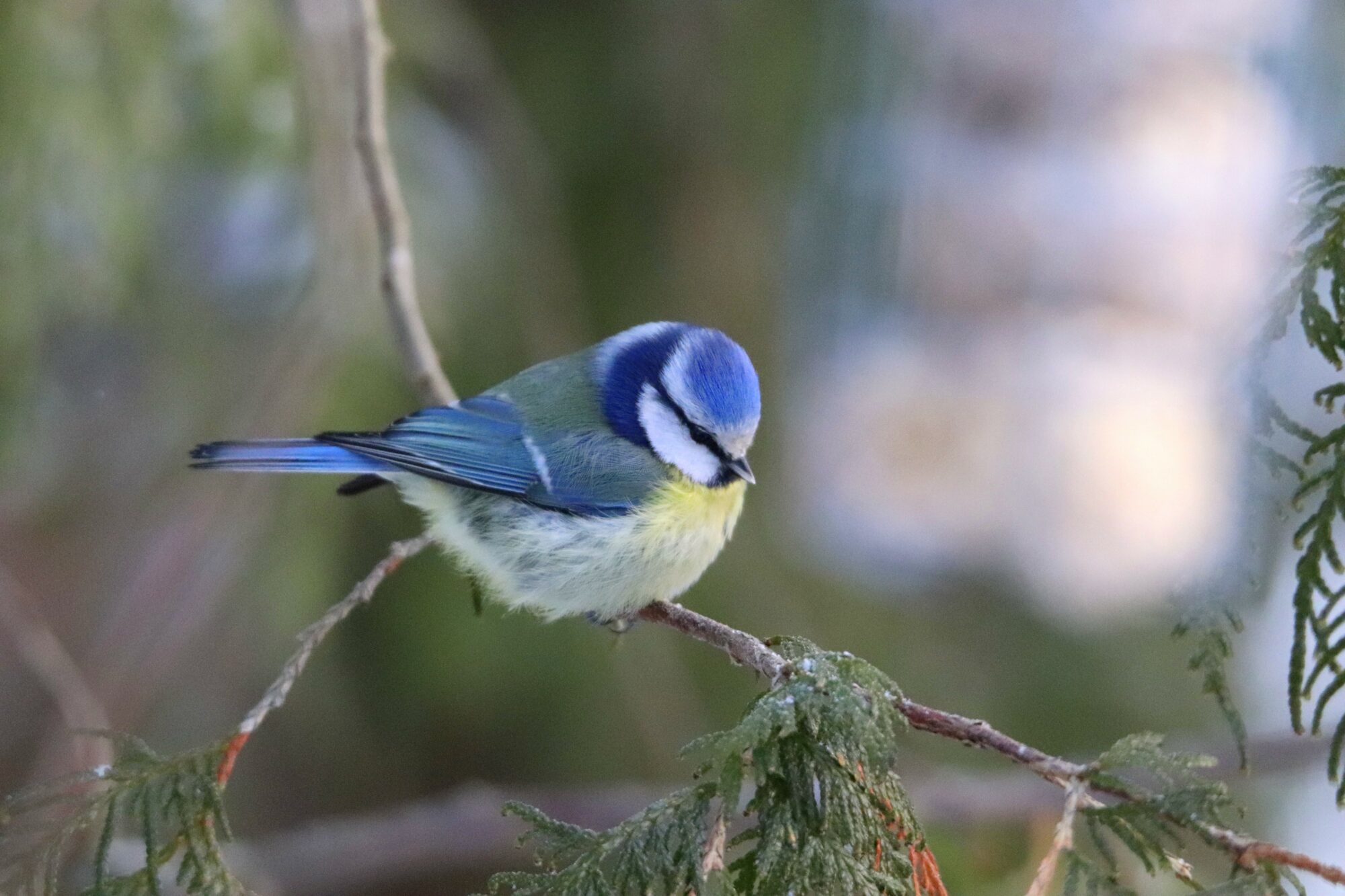 Valokuvaaja: Irja Lehtinen