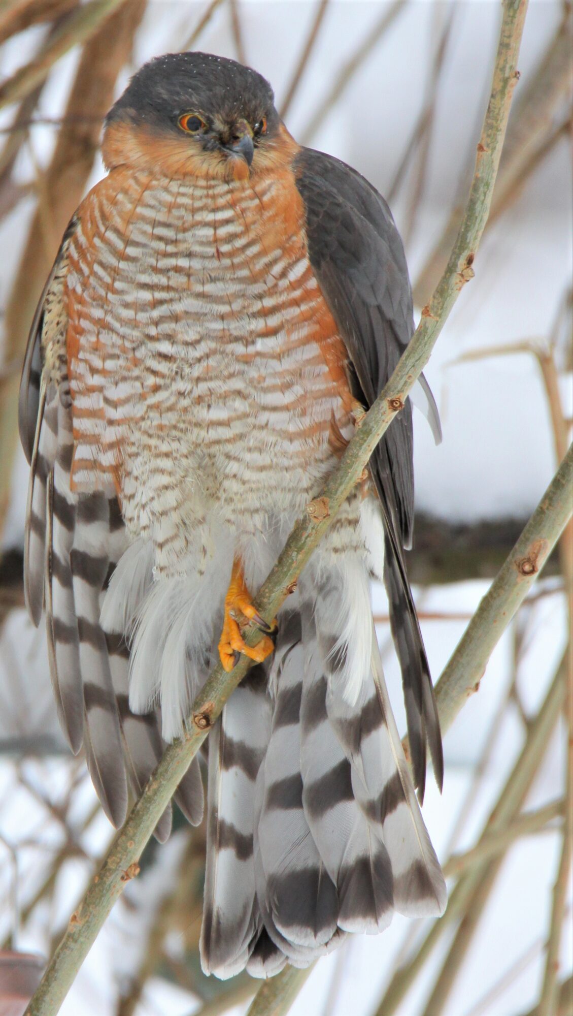 Valokuvaaja: Kaarina Heiskanen