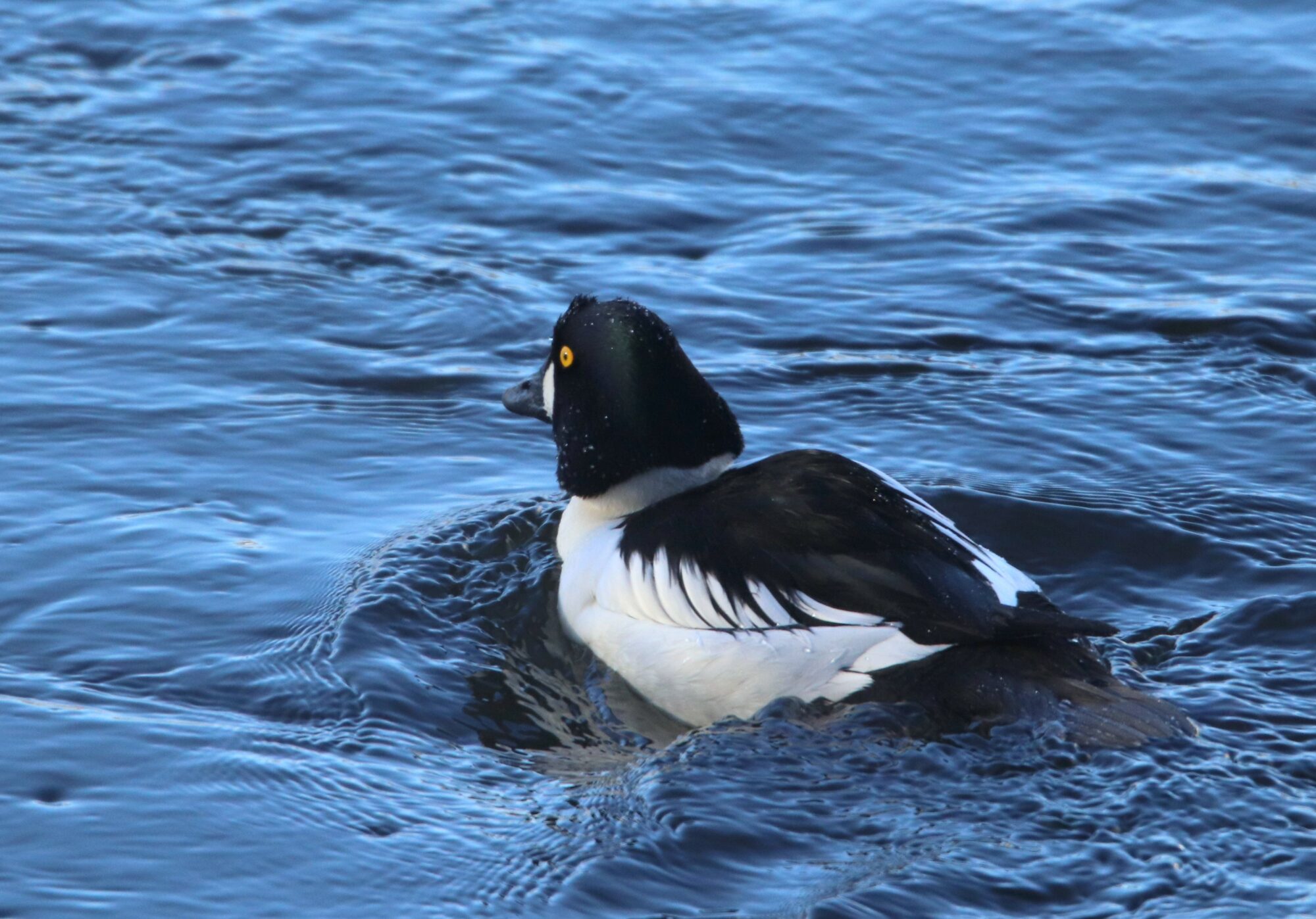 Valokuvaaja: Irja Lehtinen Valokuvaaja: Irja Lehtinen