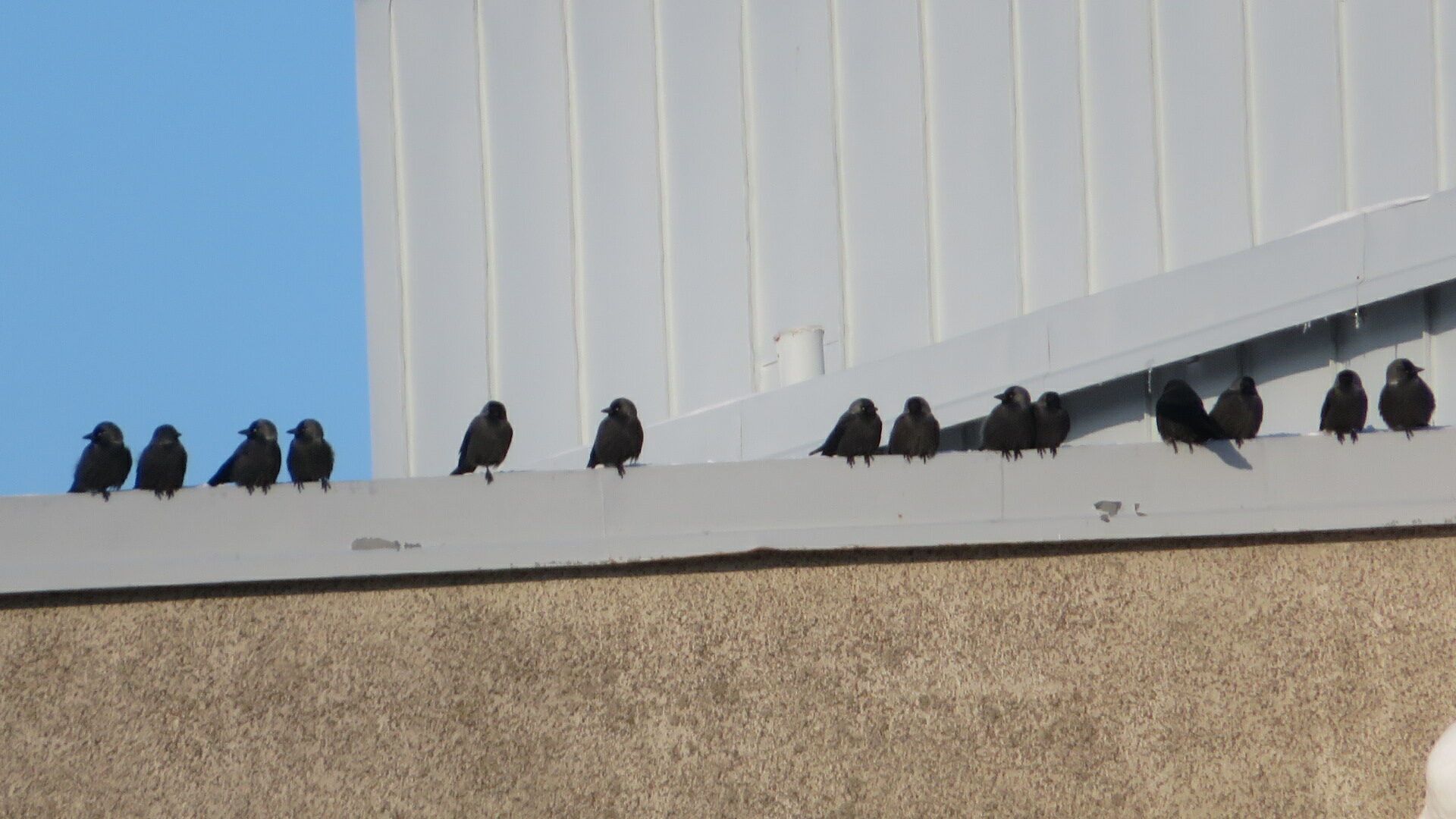 Valokuvaaja: Risto Kangassalo