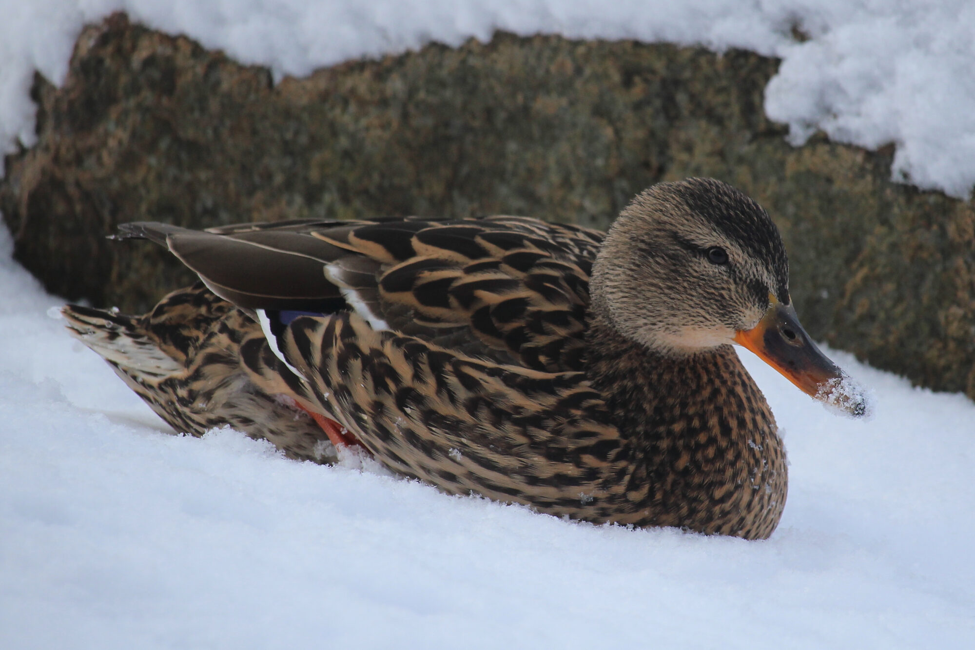 Valokuvaaja: Kirsi-Marja Joenpolvi