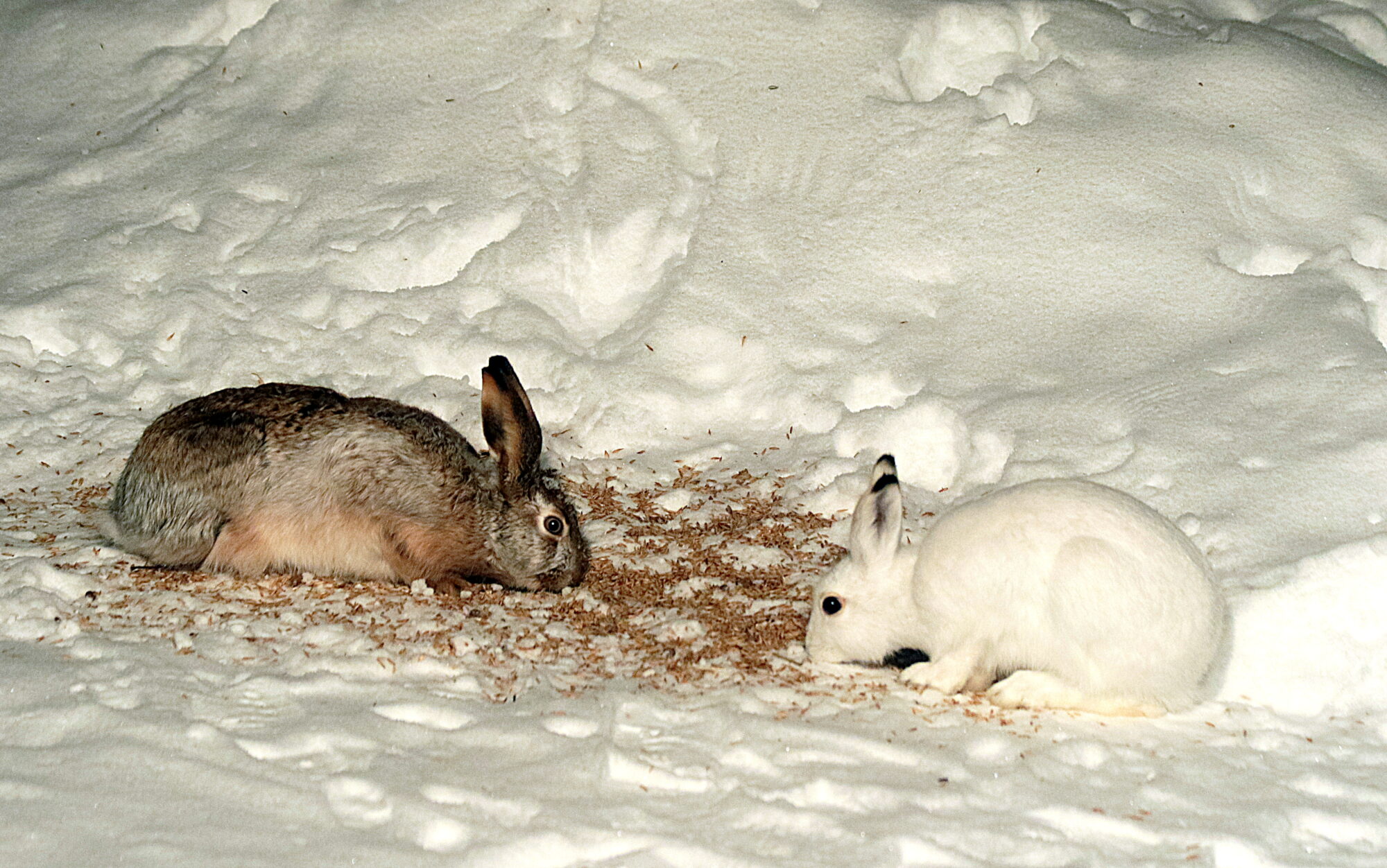 Valokuvaaja: Hannu Rasiranta
