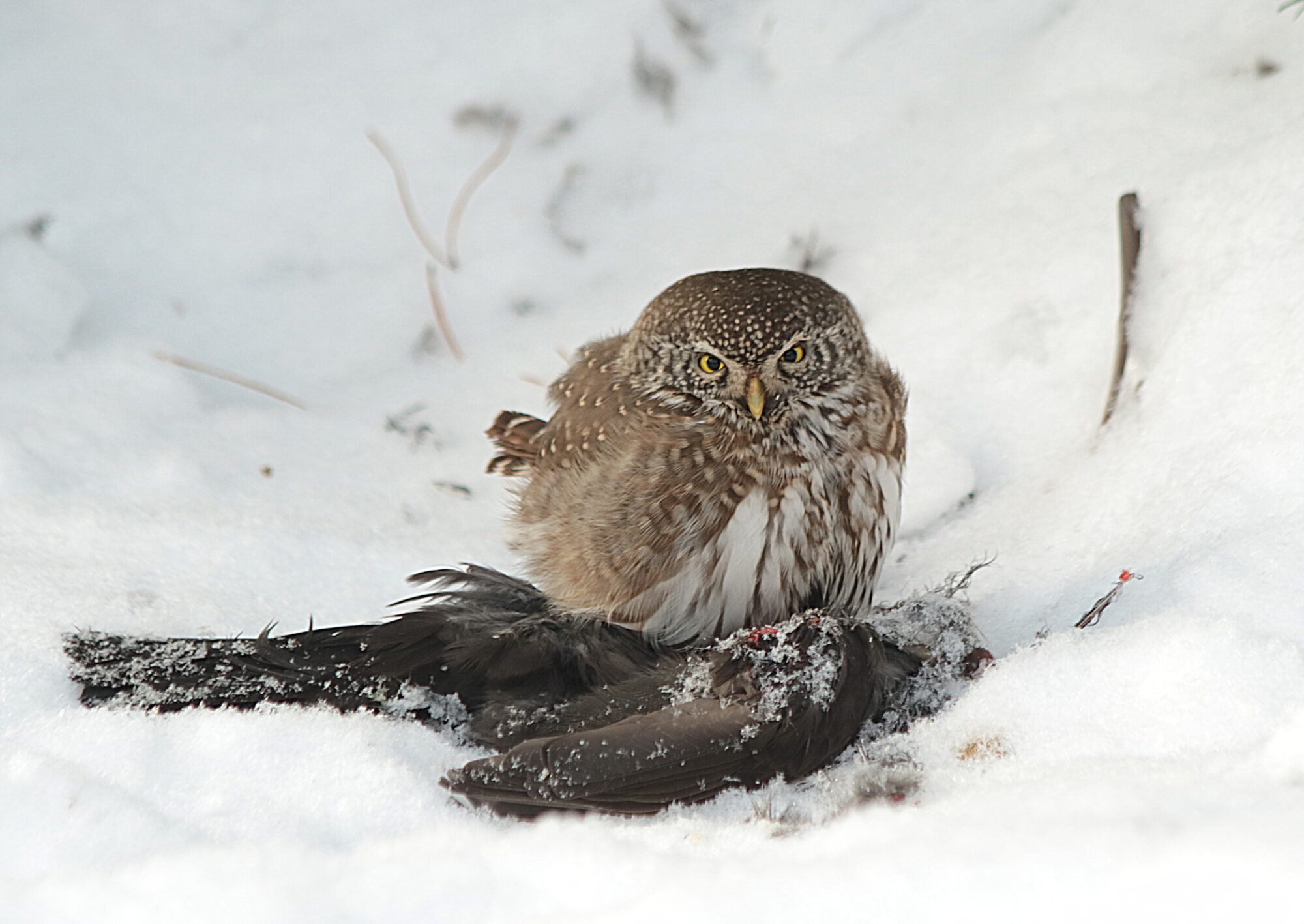 Valokuvaaja: Hannu Rasiranta