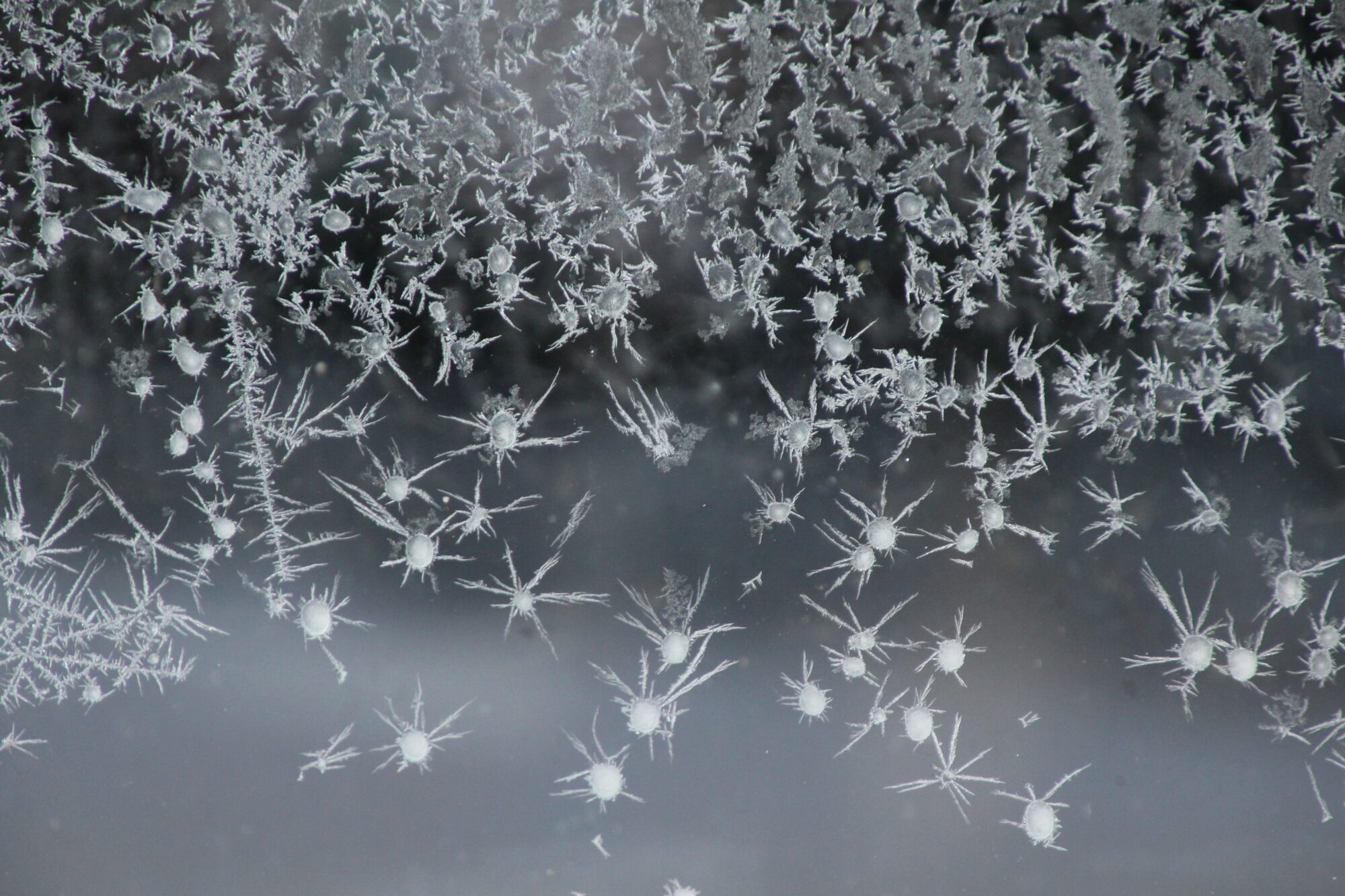 Valokuvaaja: Tiina Laihanen