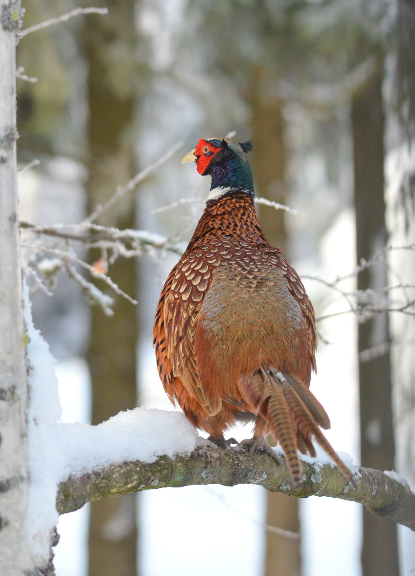 Valokuvaaja: Kaarlo Asikainen