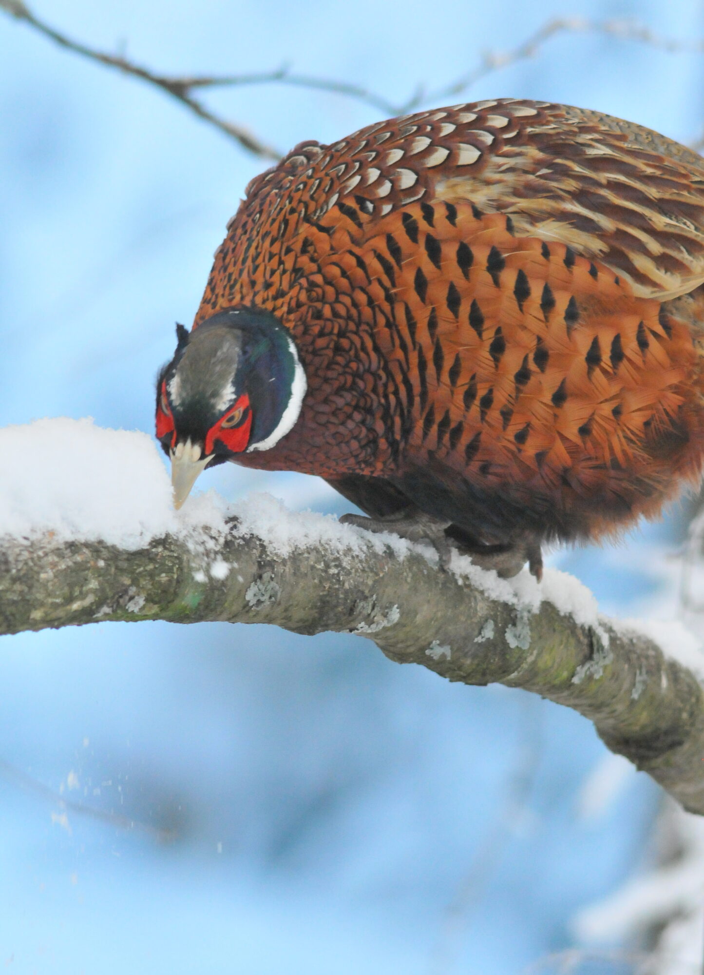 Valokuvaaja: Kaarlo Asikainen
