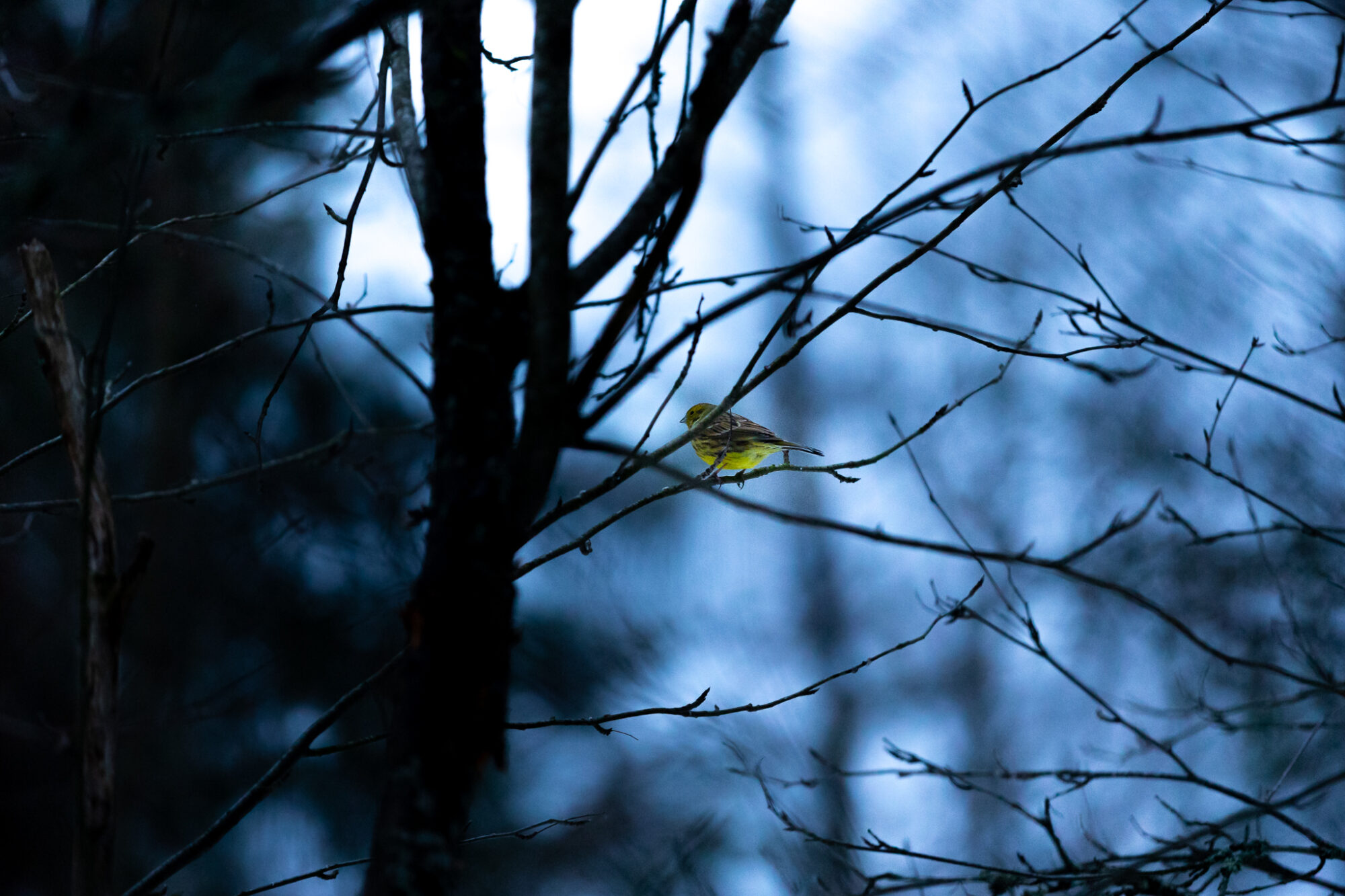 Valokuvaaja: Antti Toivanen