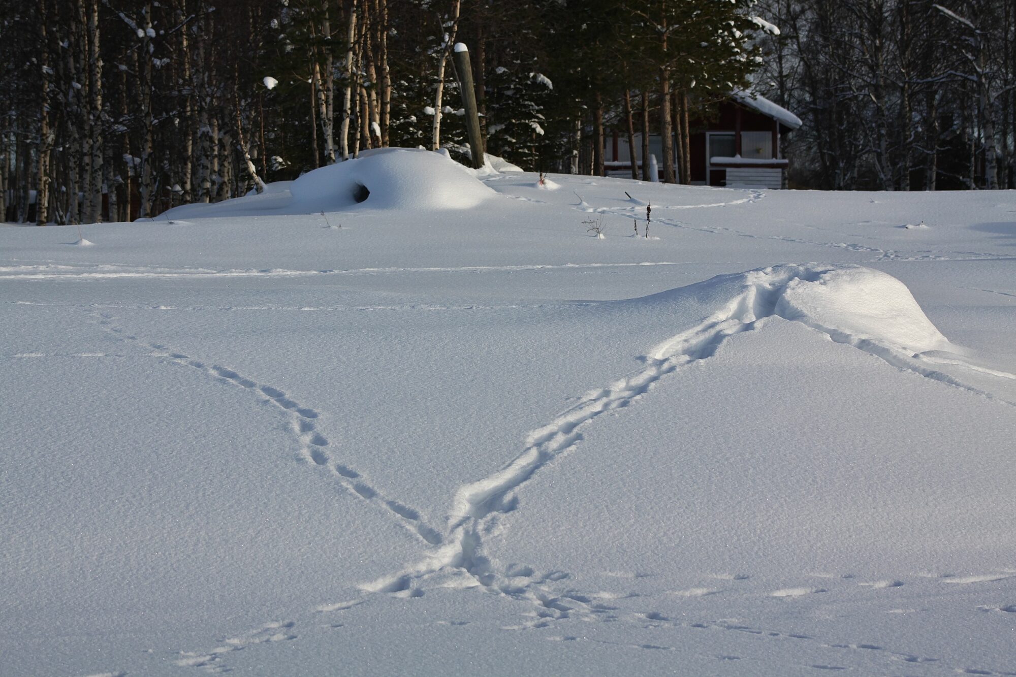 Valokuvaaja: Pirkko Siukonen