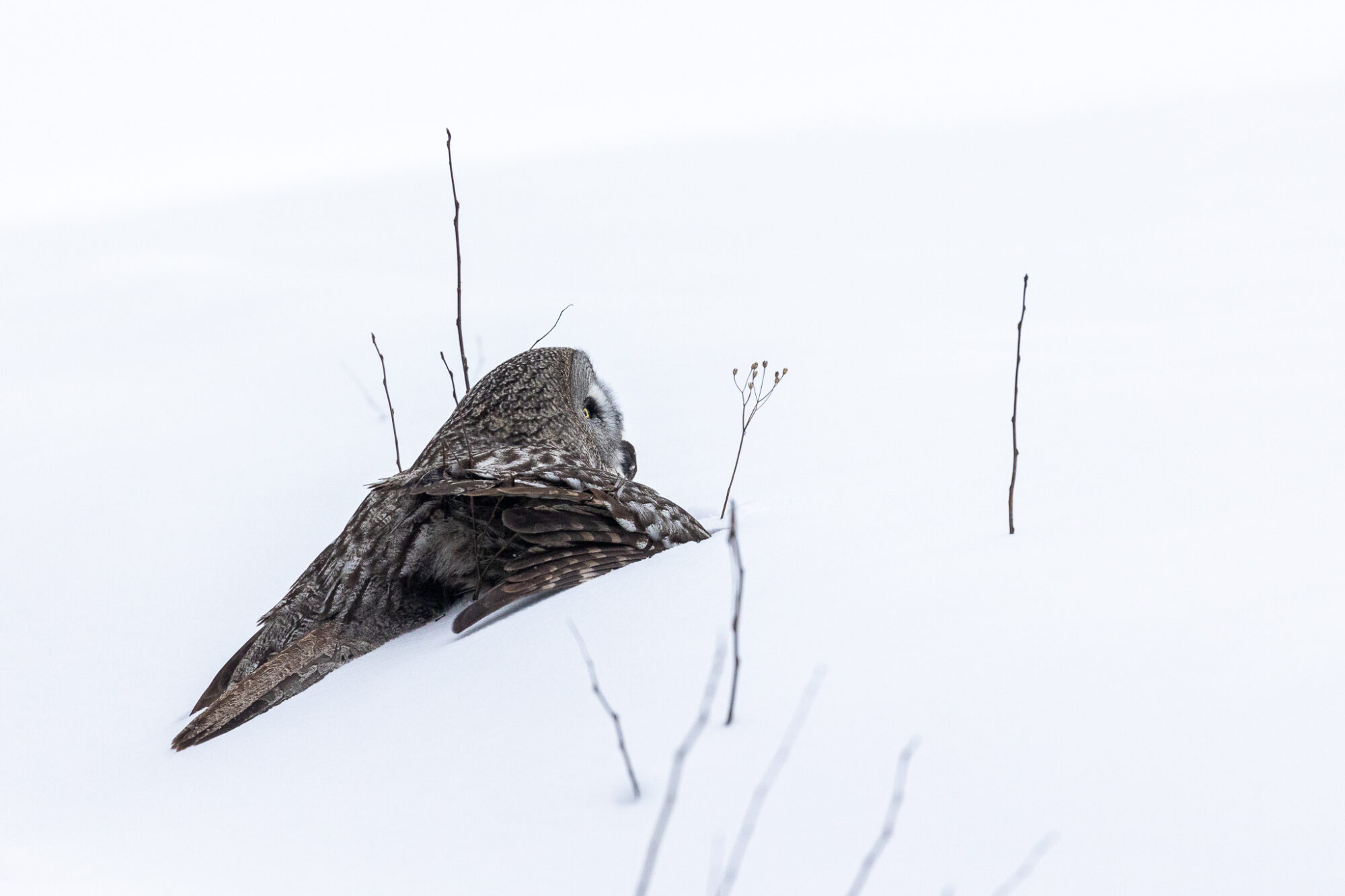 Valokuvaaja: Antti Toivanen