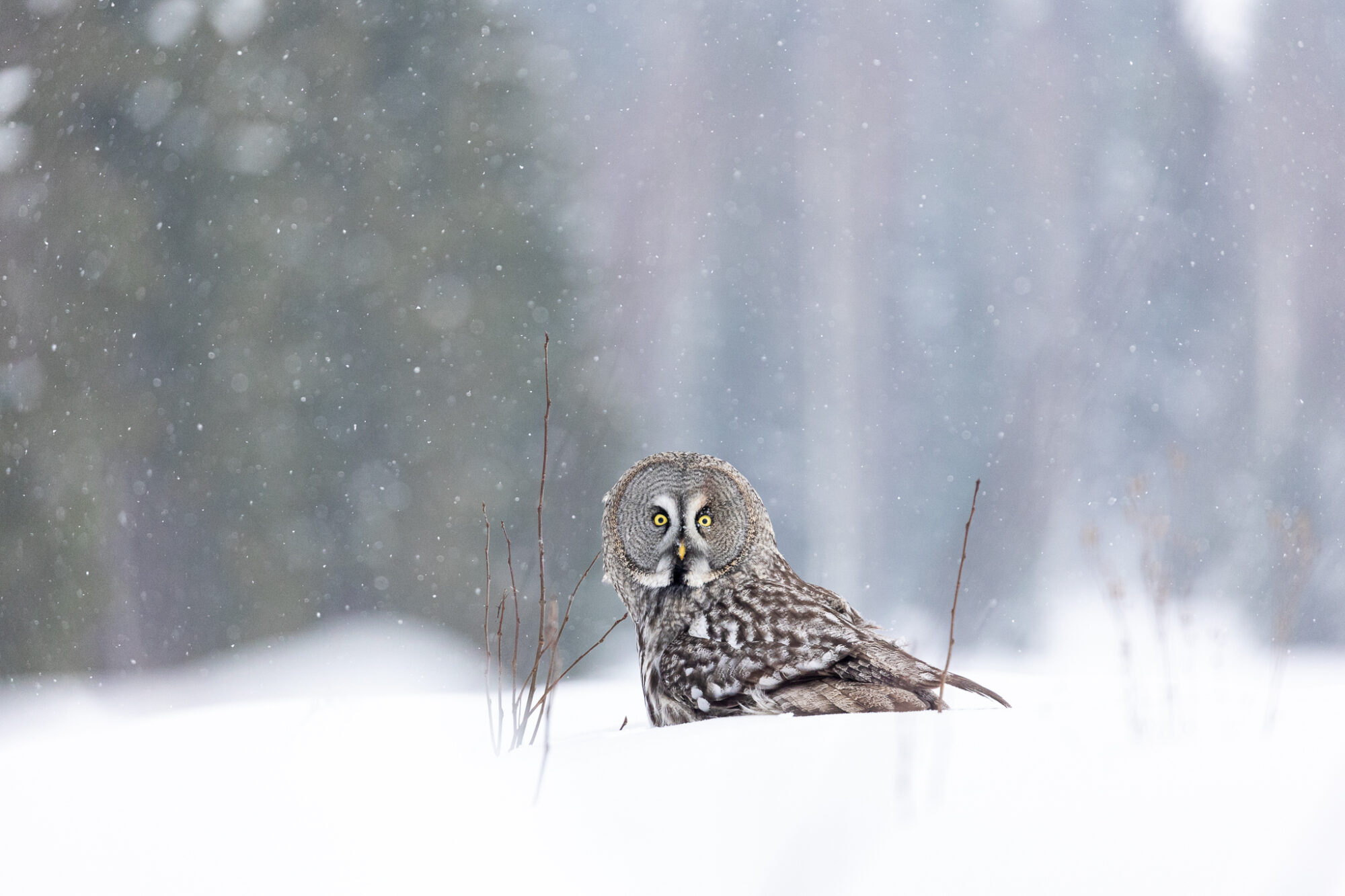 Valokuvaaja: Antti Toivanen