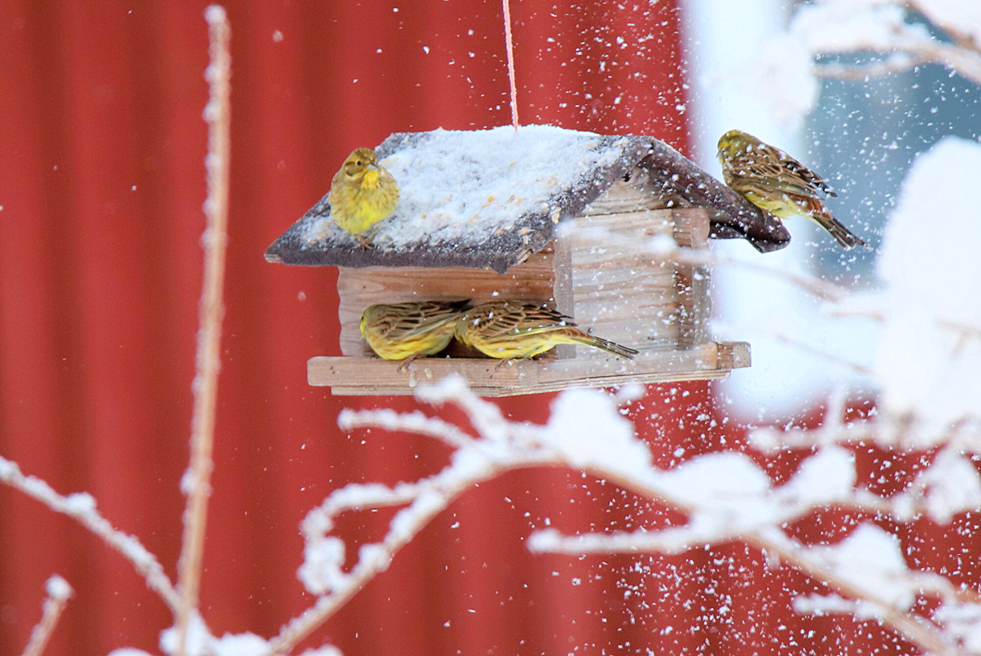 Valokuvaaja: sirpa jyske