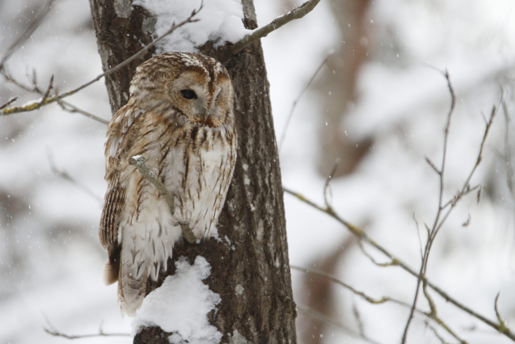 Valokuvaaja: Lasse Kokko