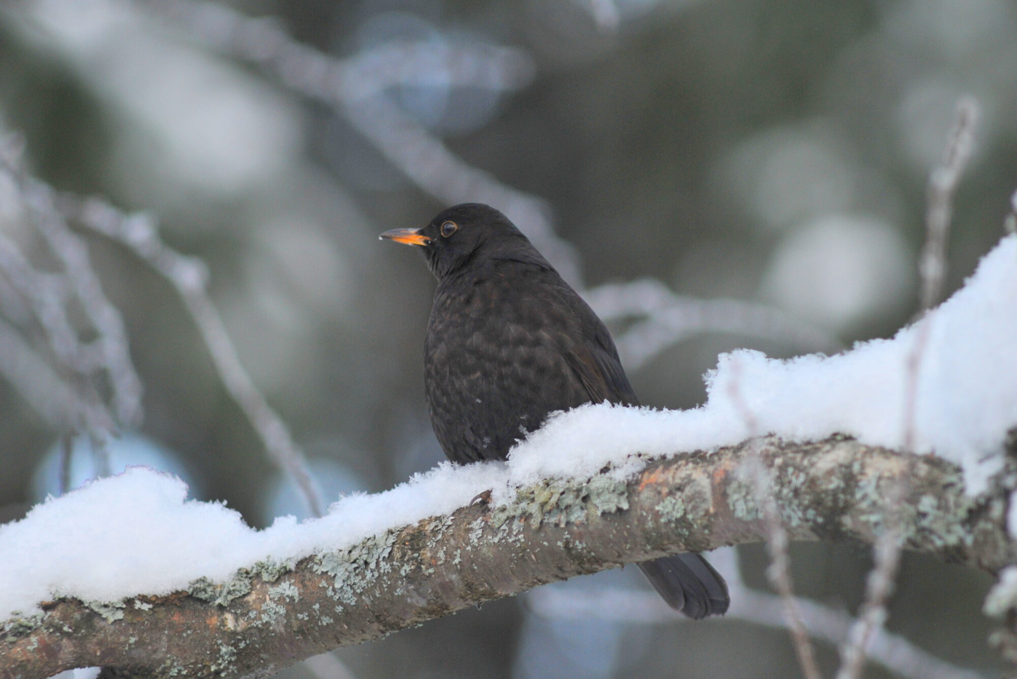 Valokuvaaja: Kaarlo Asikainen