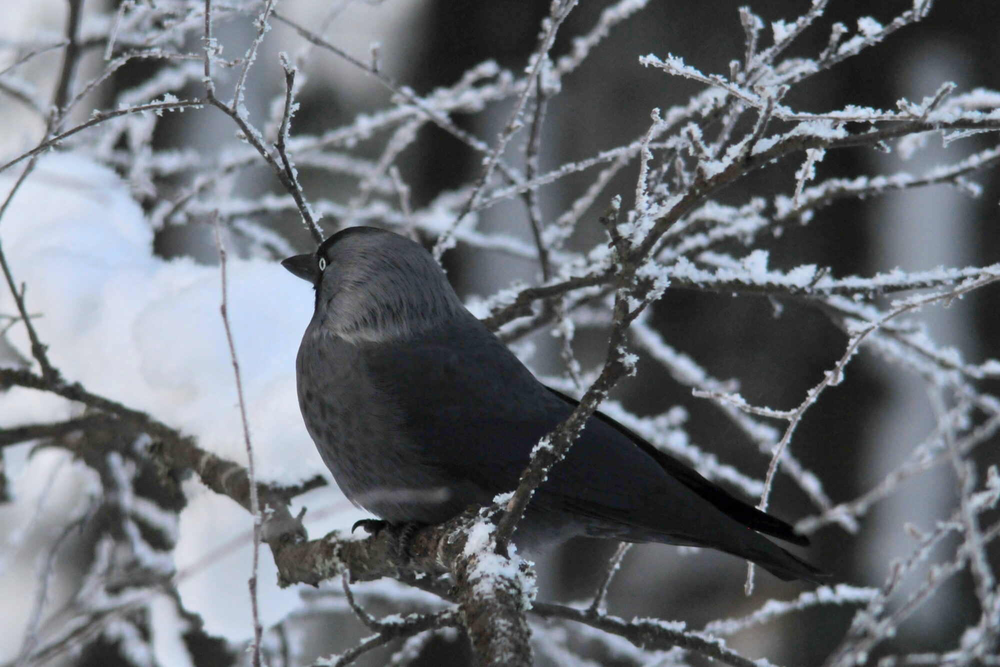 Valokuvaaja: Kaarlo Asikainen