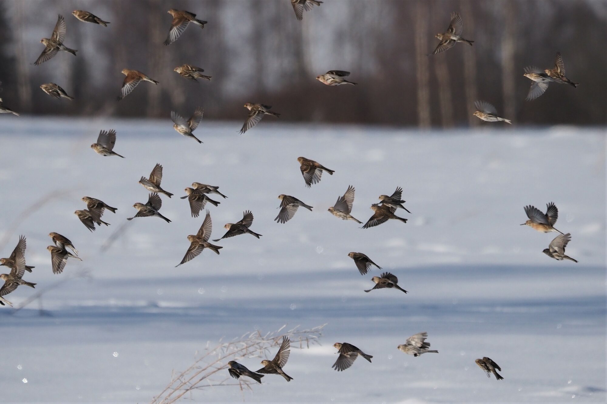 Valokuvaaja: Irma Mikkola