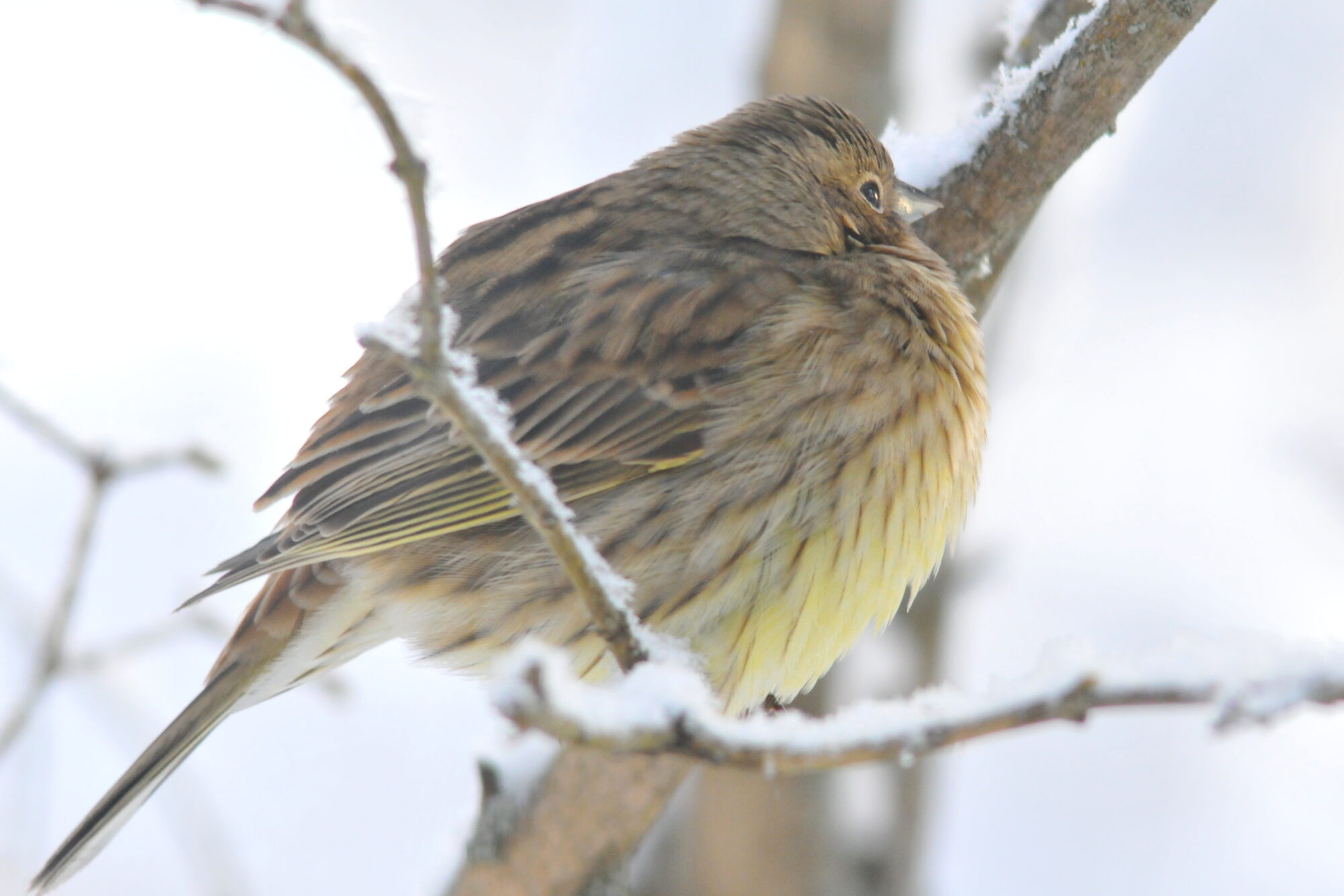 Valokuvaaja: Kaarlo Asikainen