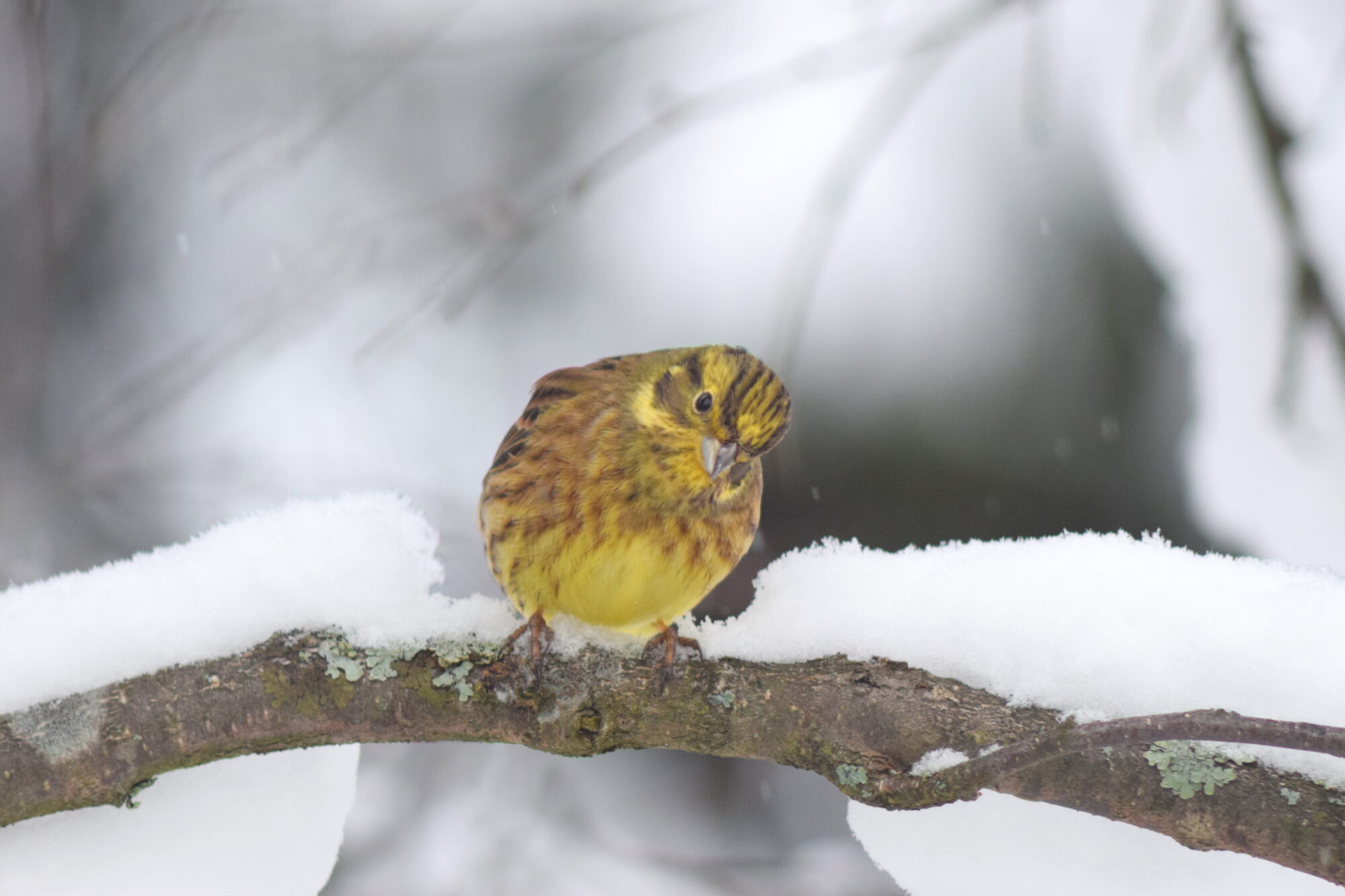 Valokuvaaja: Kaarlo Asikainen